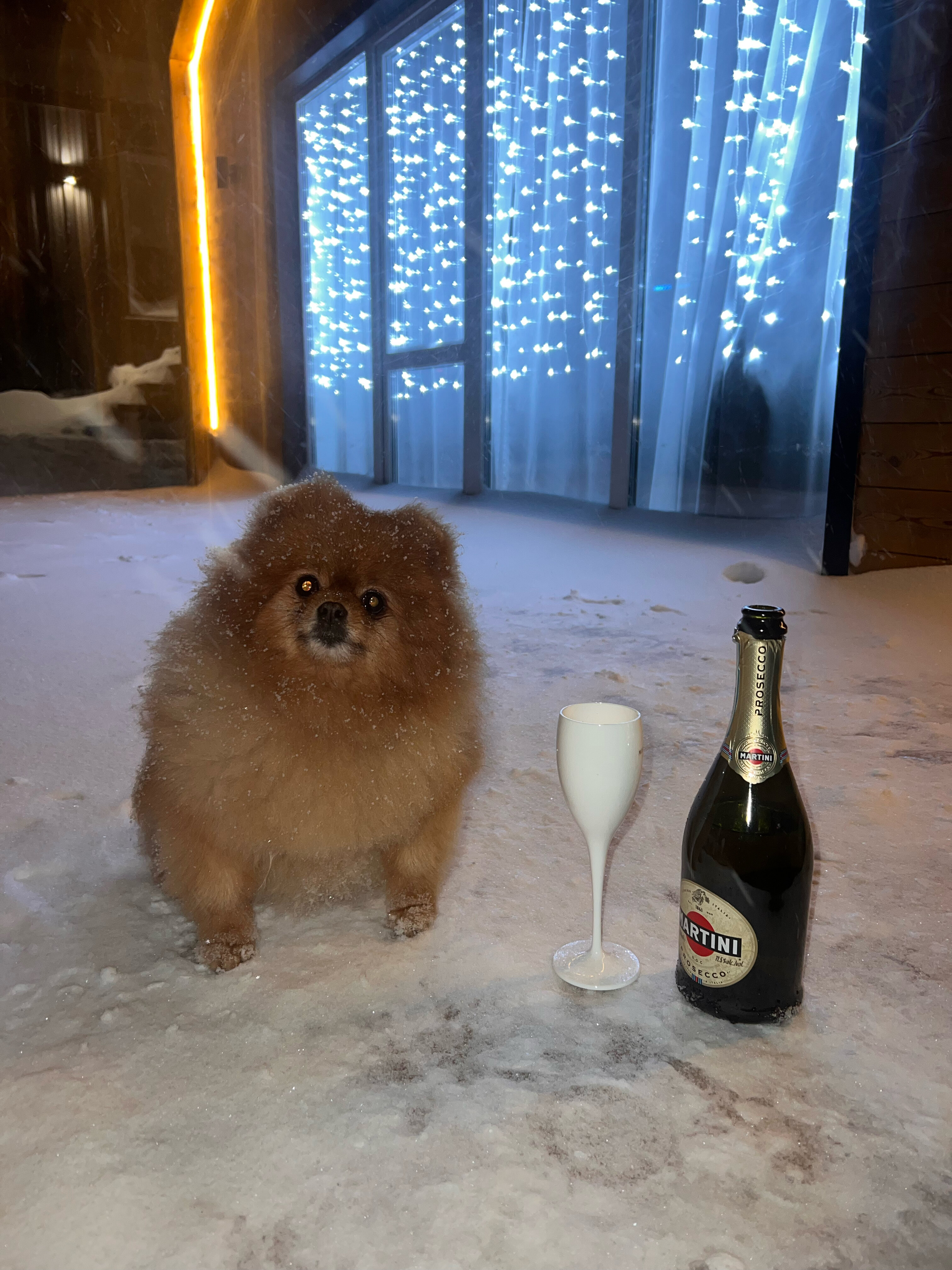 Фото Еловый лис