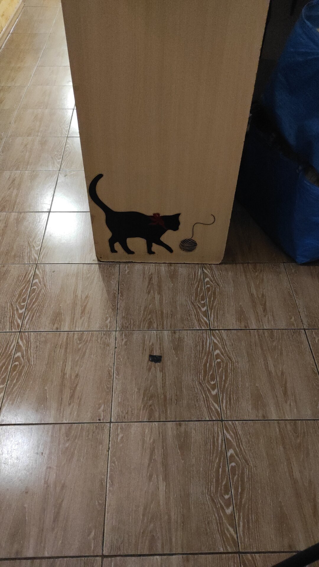 Фото Старый кот