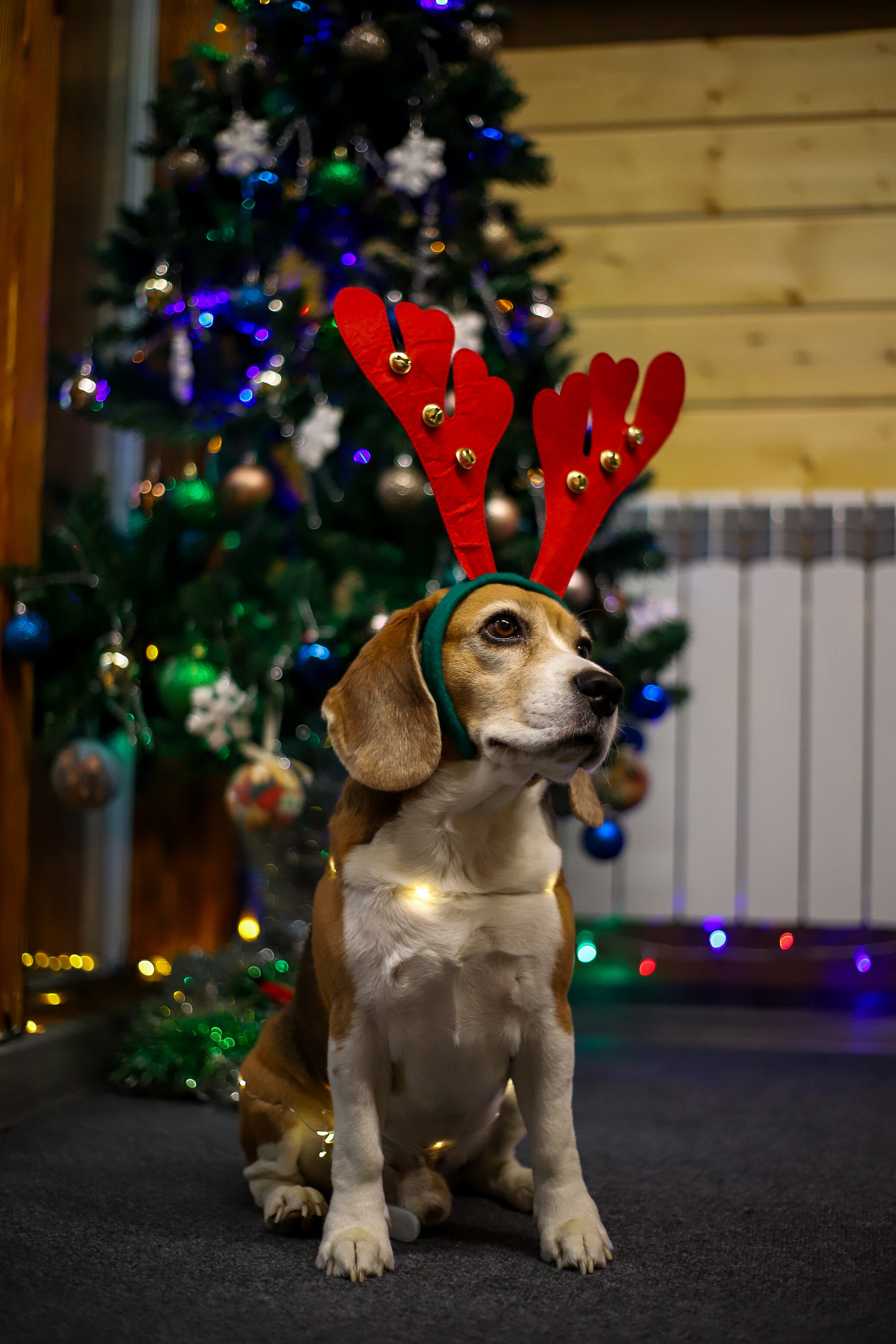 Фото ДухЛес