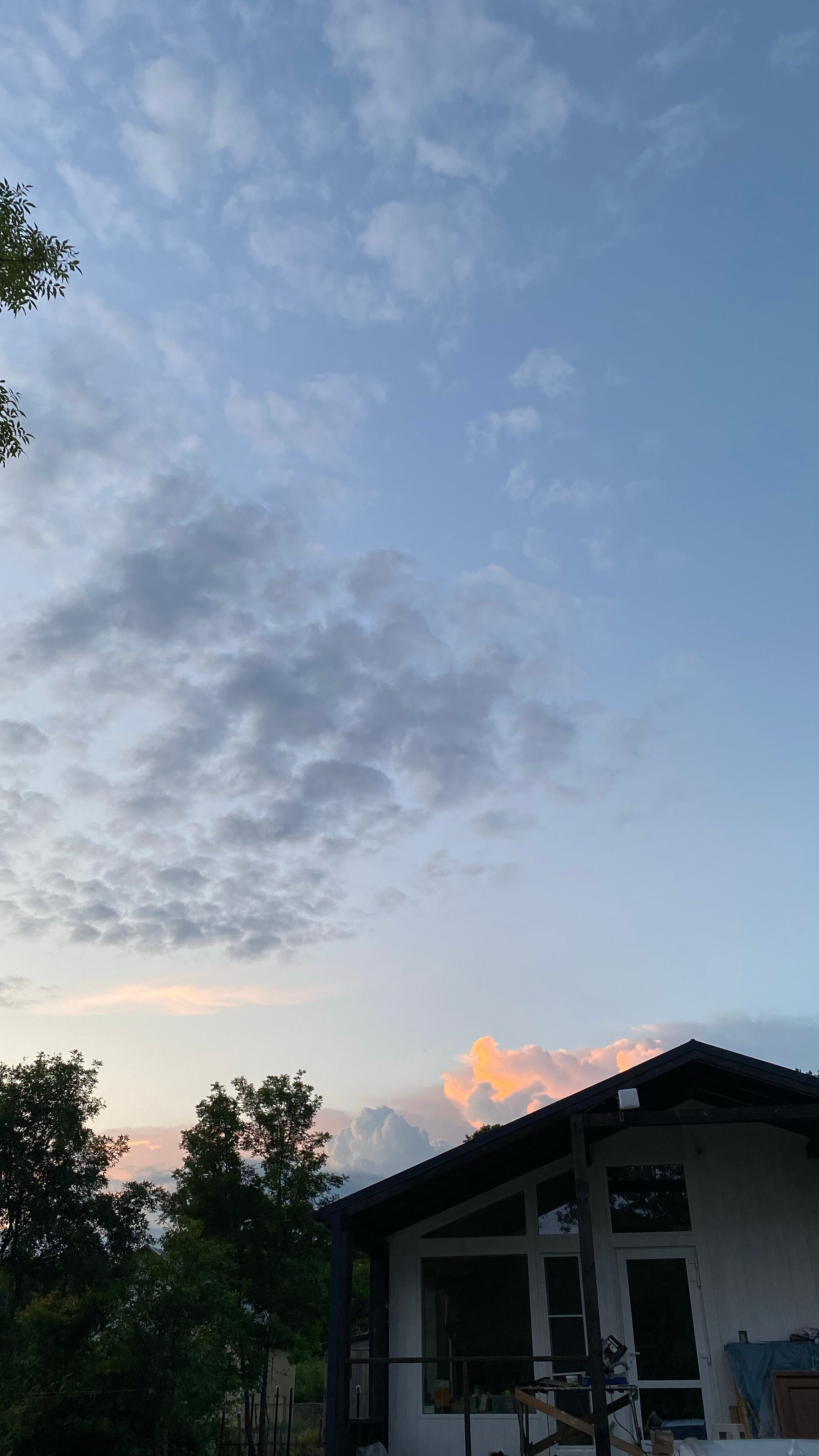 Фото Секвойя