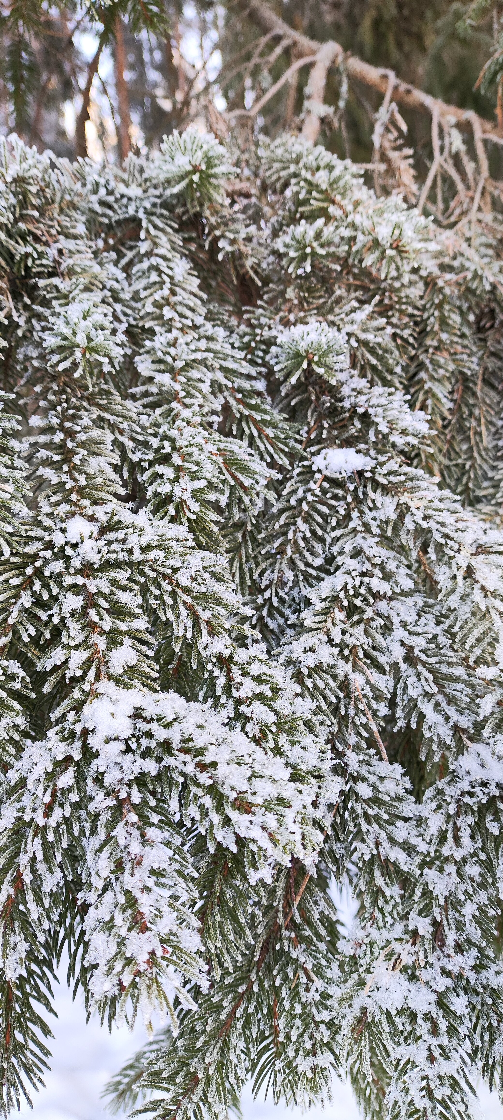 Фото Пикник 2.0