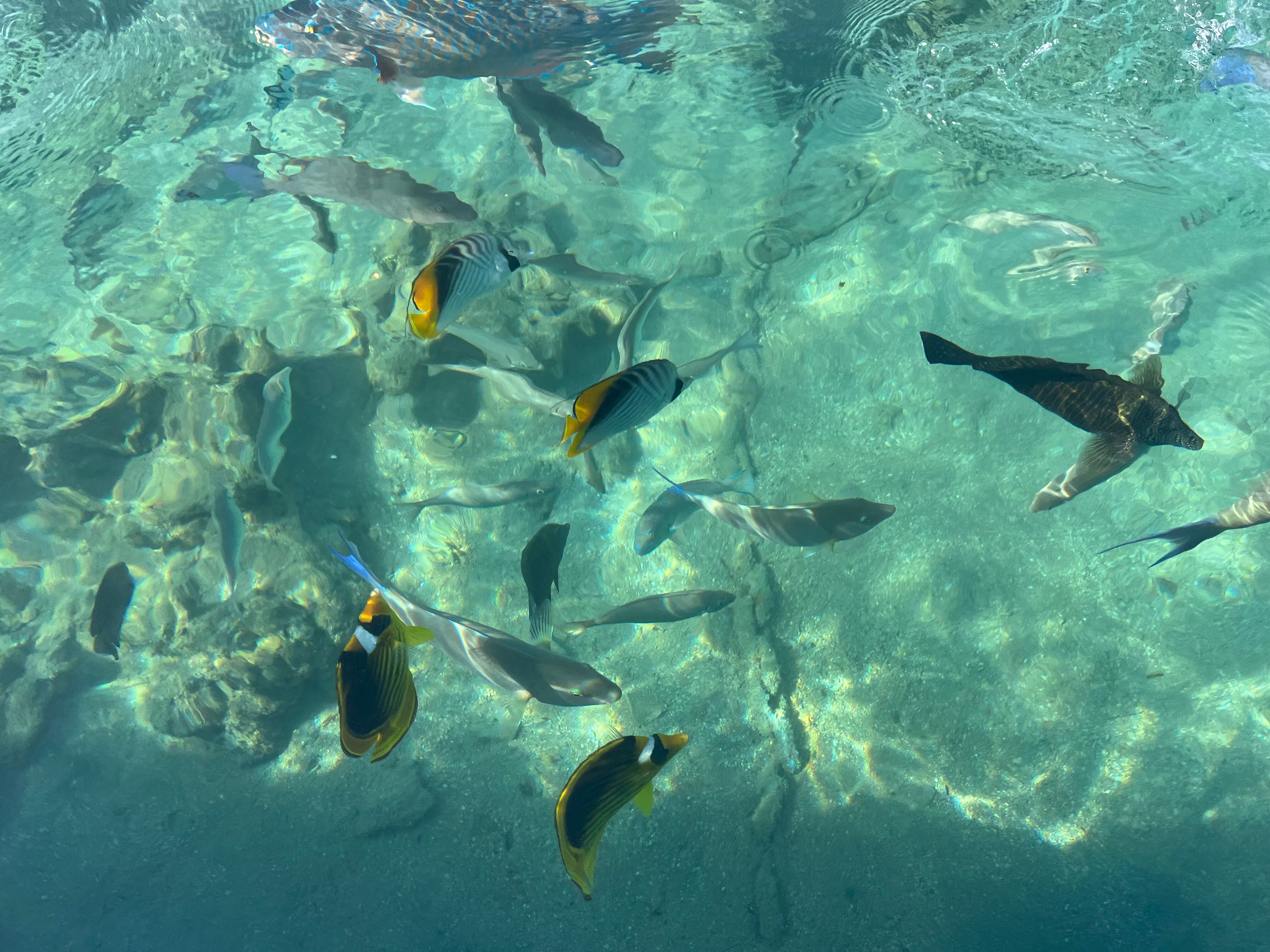 Фото Ivy Cyrene Island Aqua Park Resort