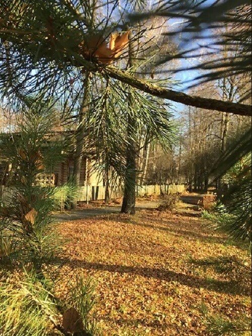 Фото Архангельская дача