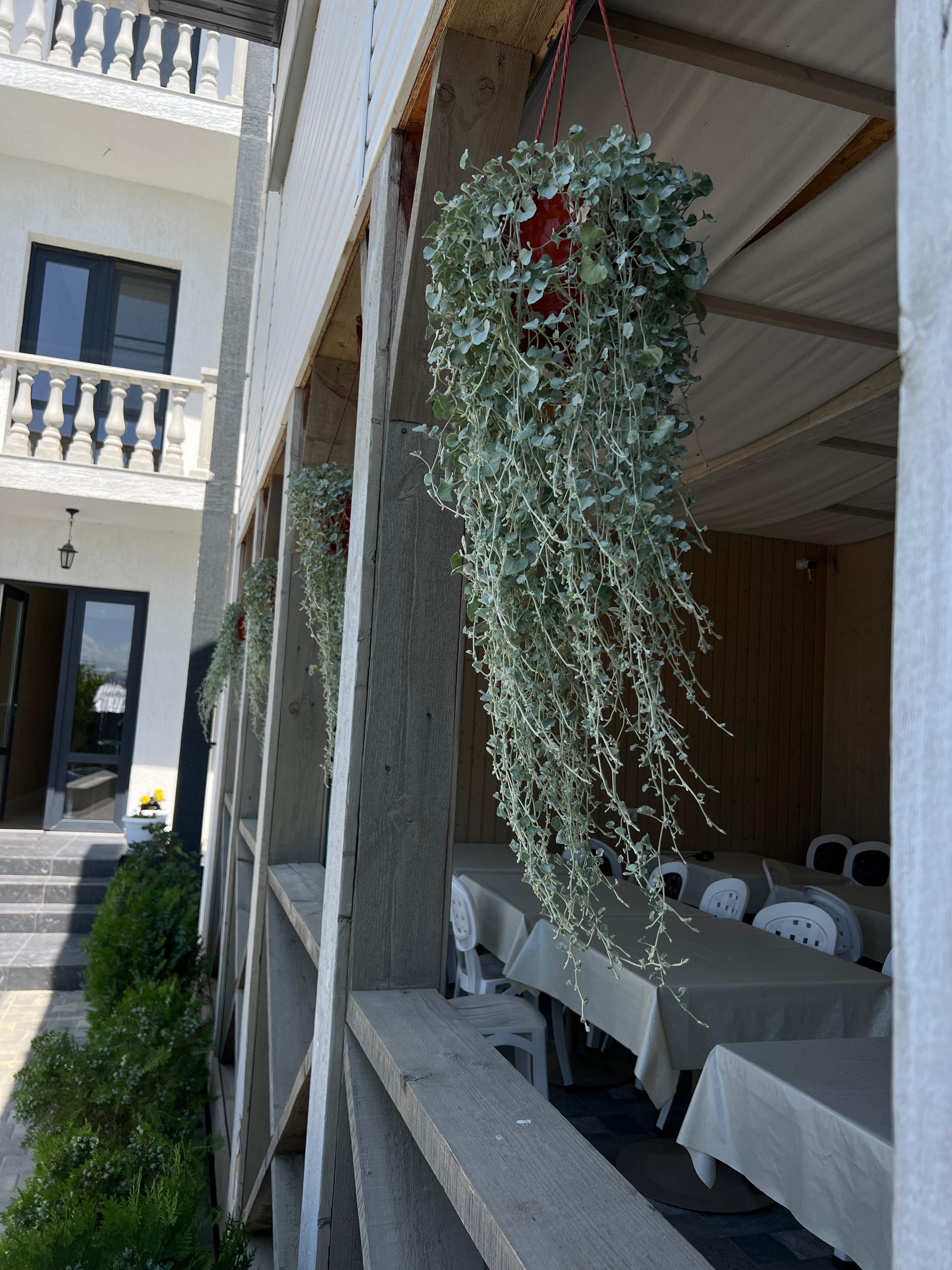 Фото Димитрион