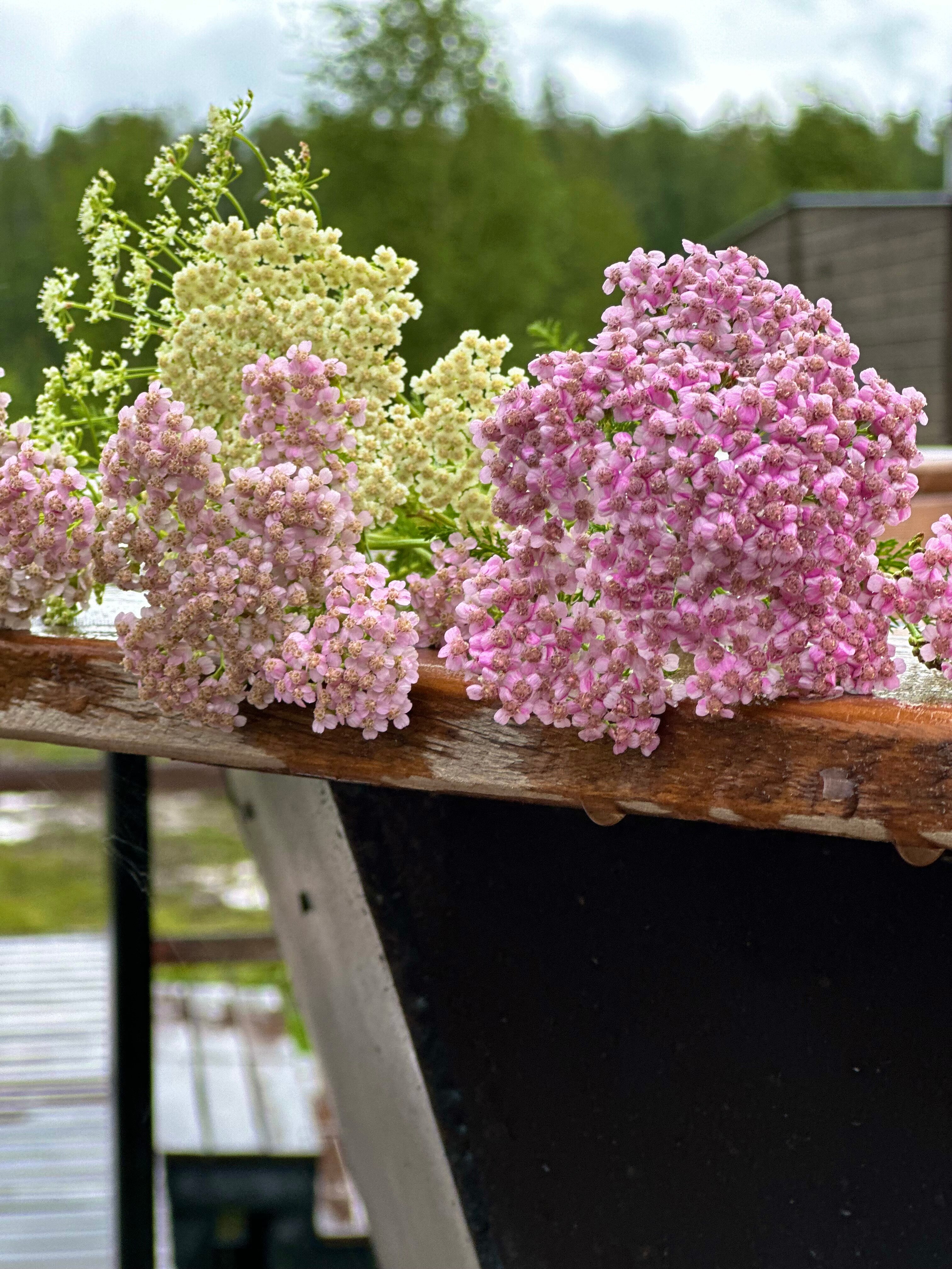 Фото Гевара Дача