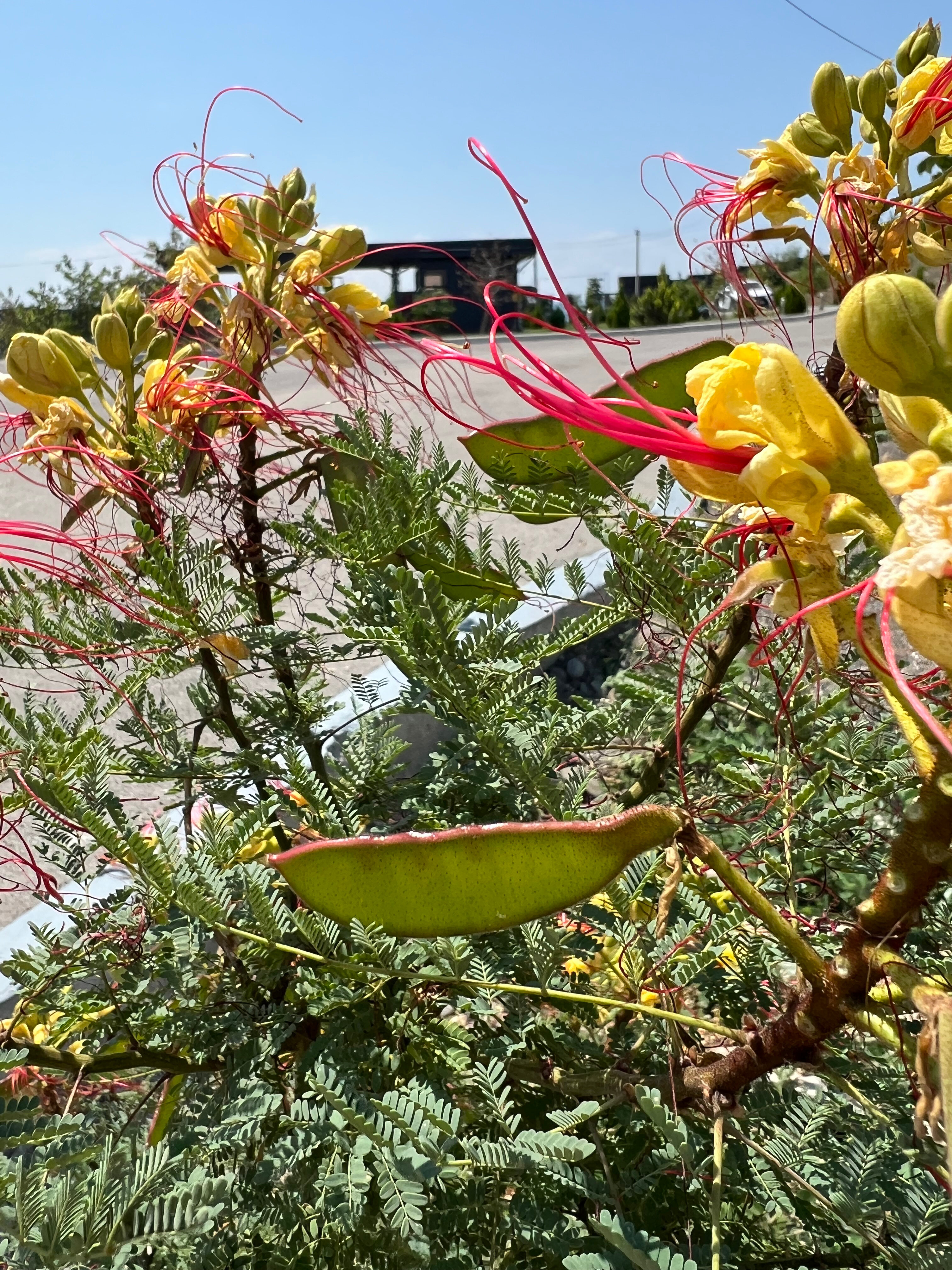 Фото Мамрач