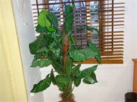 Фото Tribeca Hotel