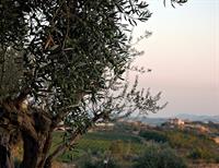 Фото Agriturismo Baglio San Nicola