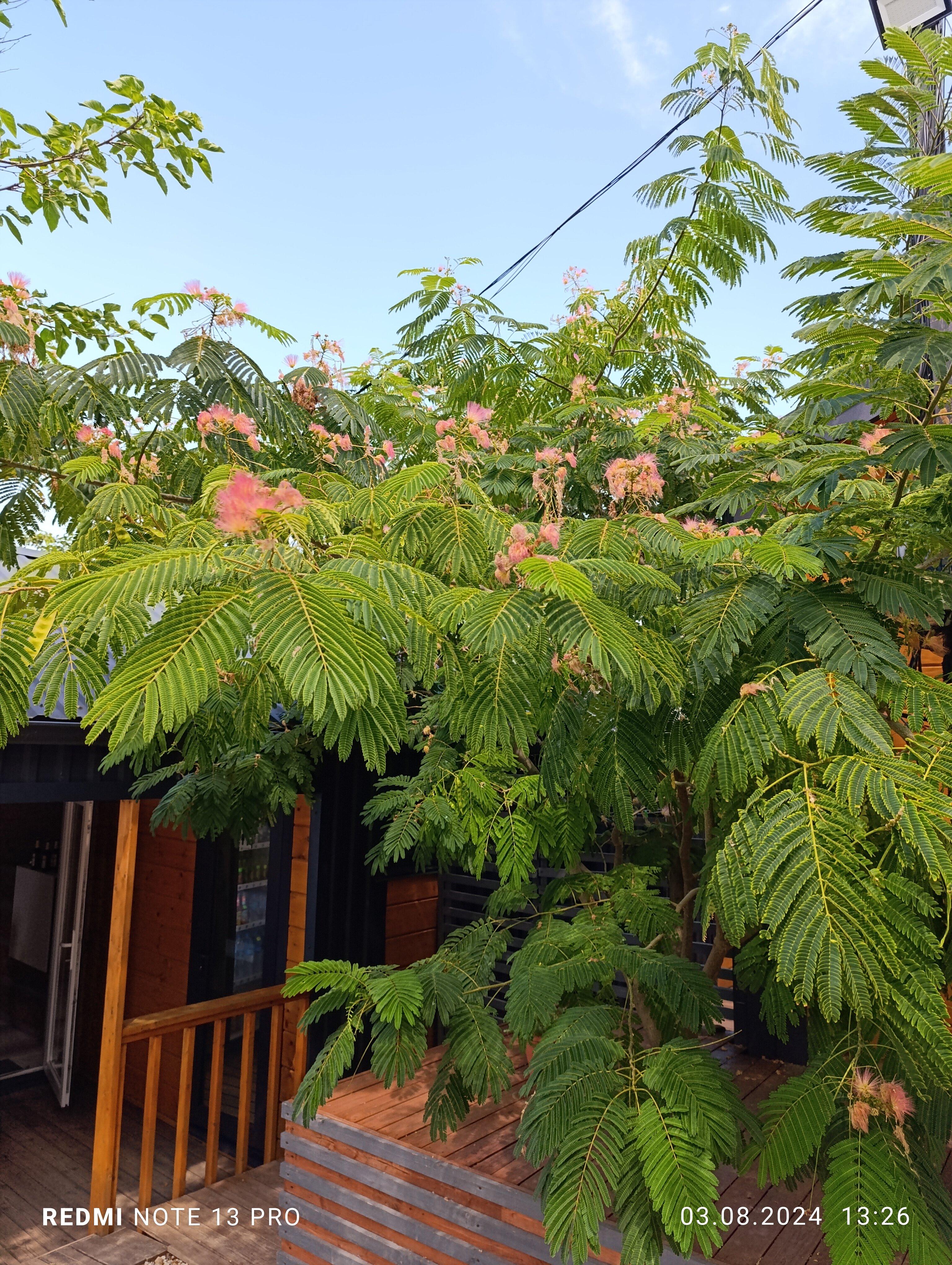 Фото Амбассадор