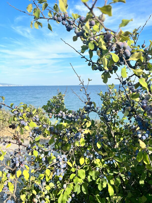 Загородный отель Мысхако — фото 19
