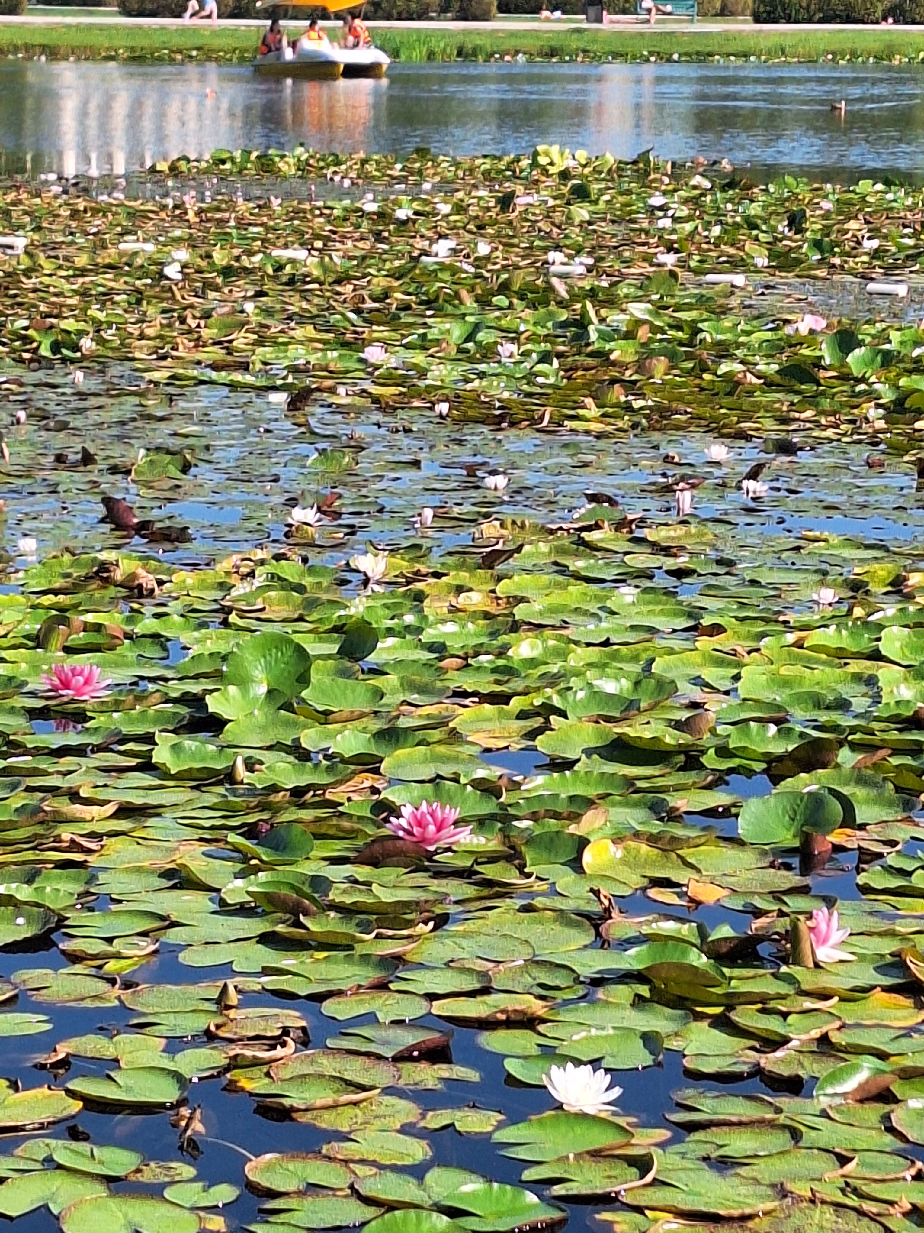 Фото Экзотика-Атлантик