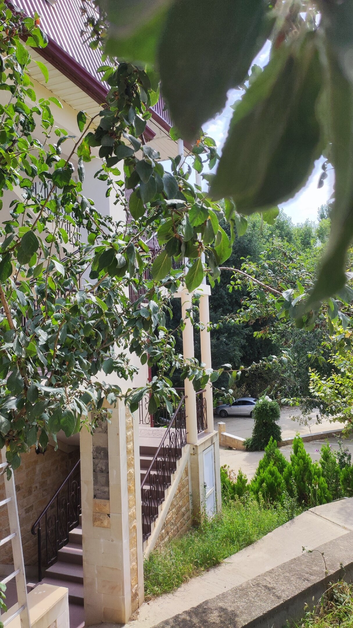 Фото Грин Вилл