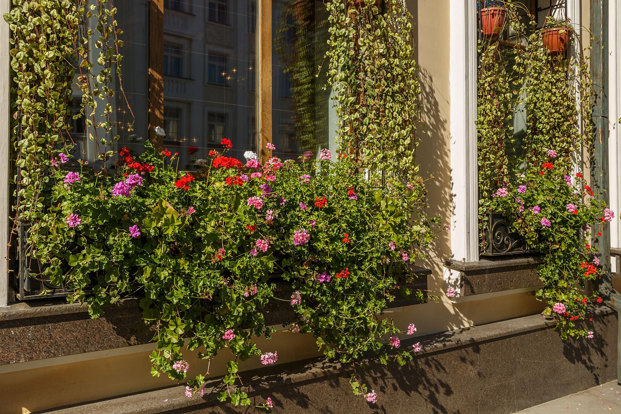 Фото Амбассадори