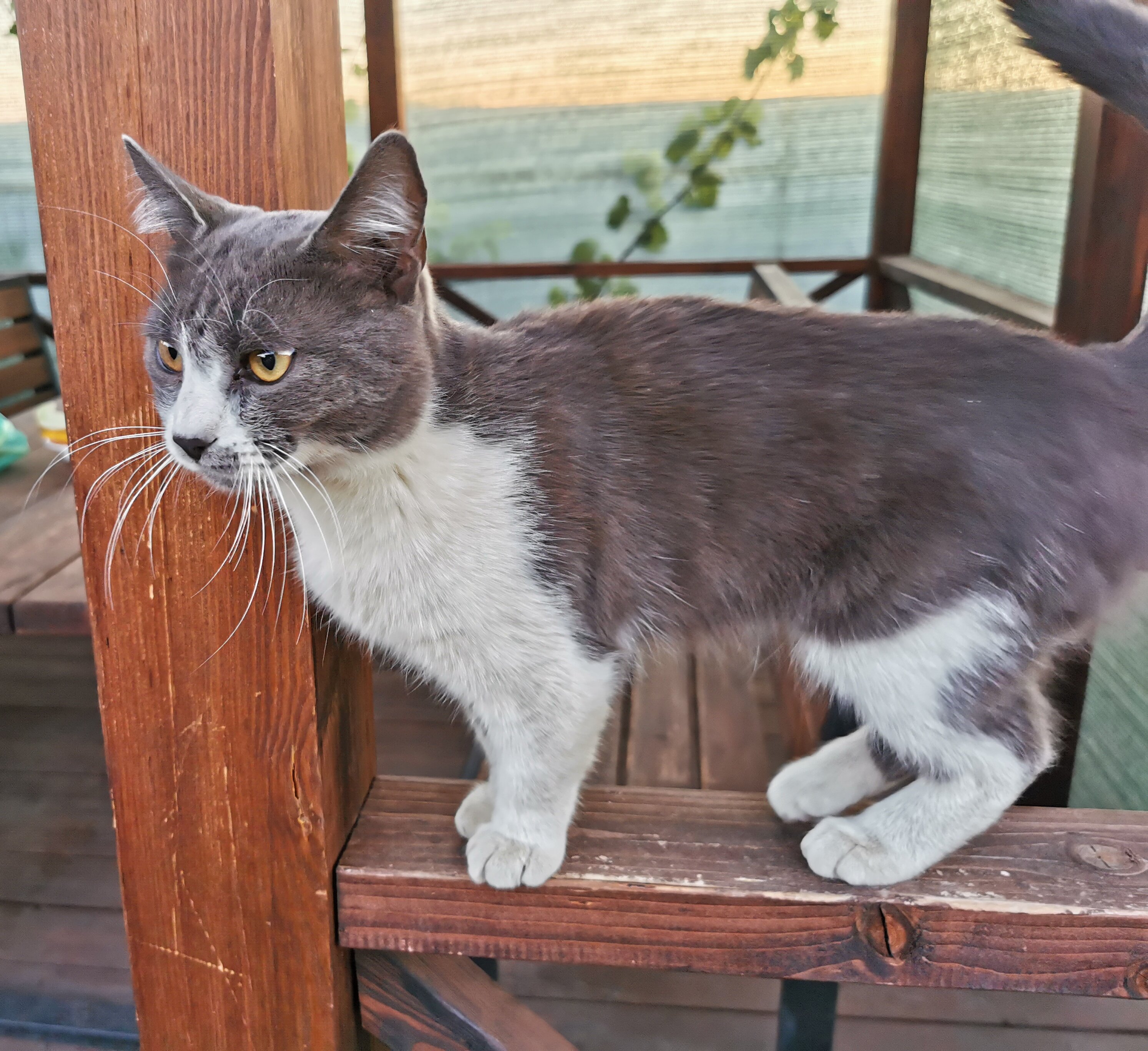 Фото Green house
