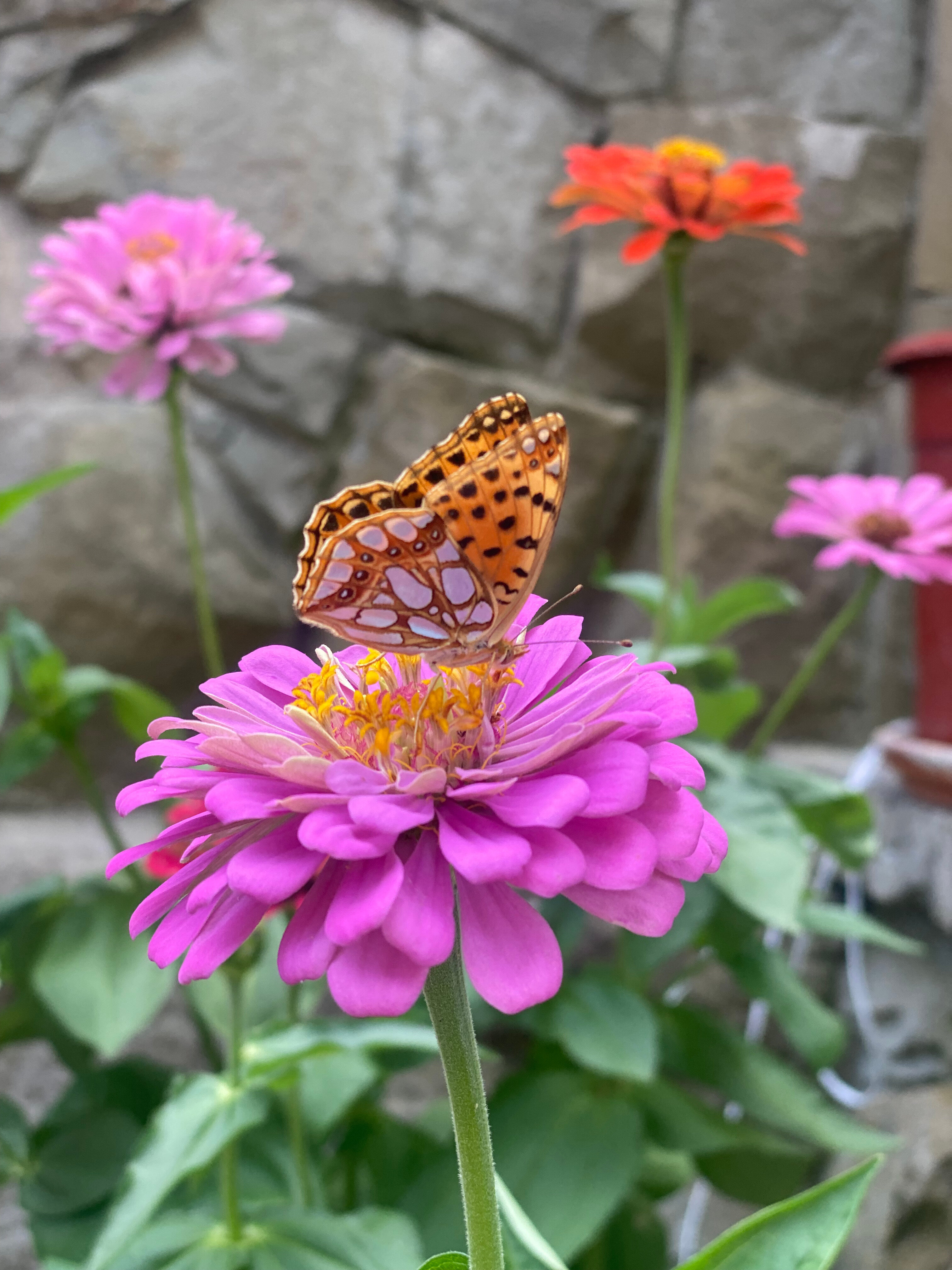 Фото Отрада