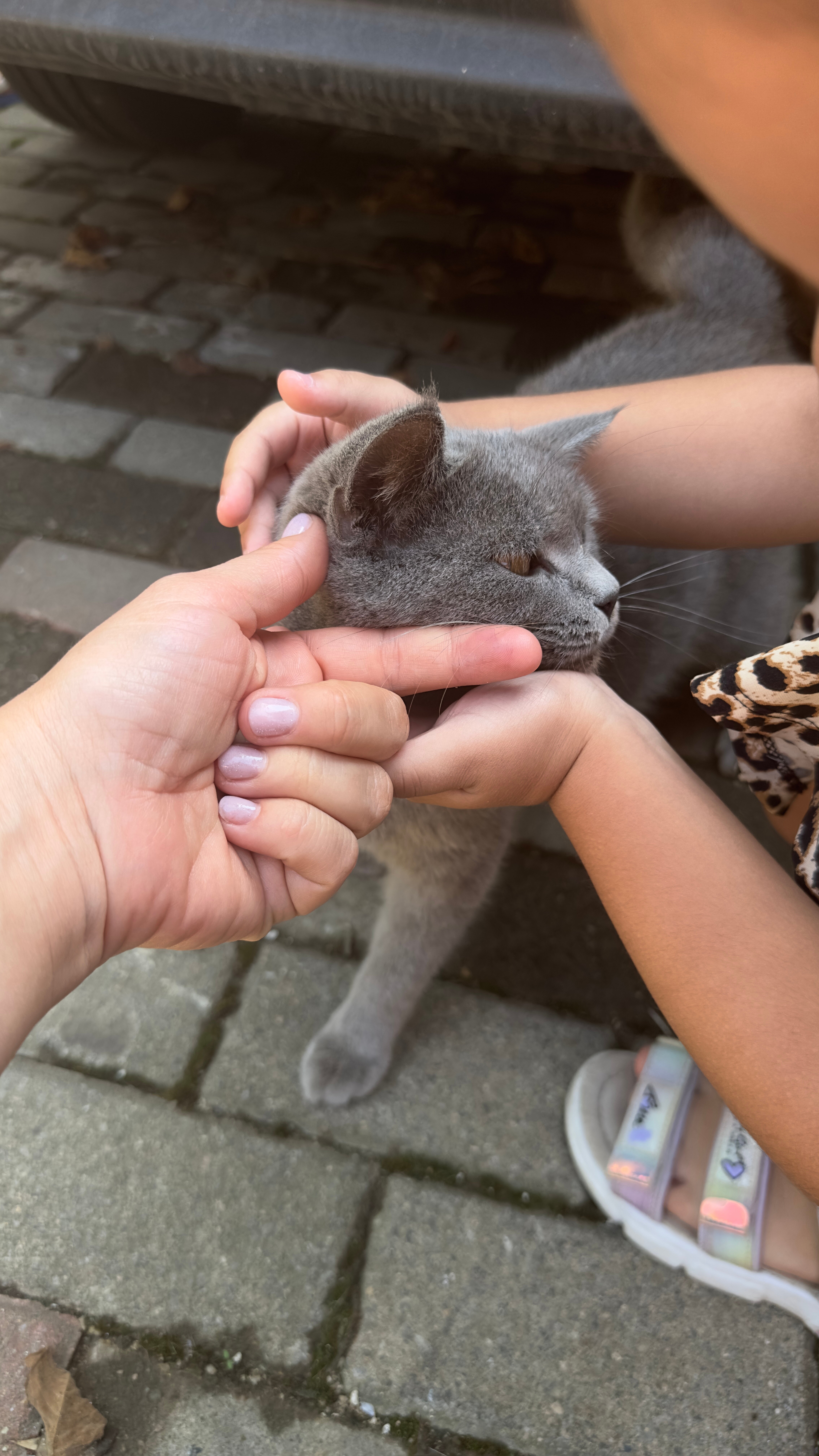 Фото Bamboo Garden