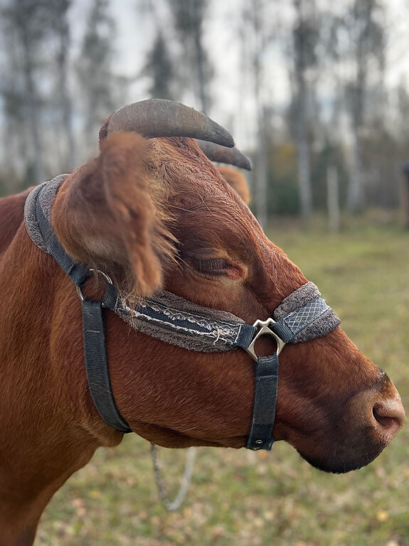 Фото Козы да Березы