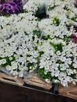 Elena's House of Flowers (Mescherskoe Settlement, 15) ، محل زهور