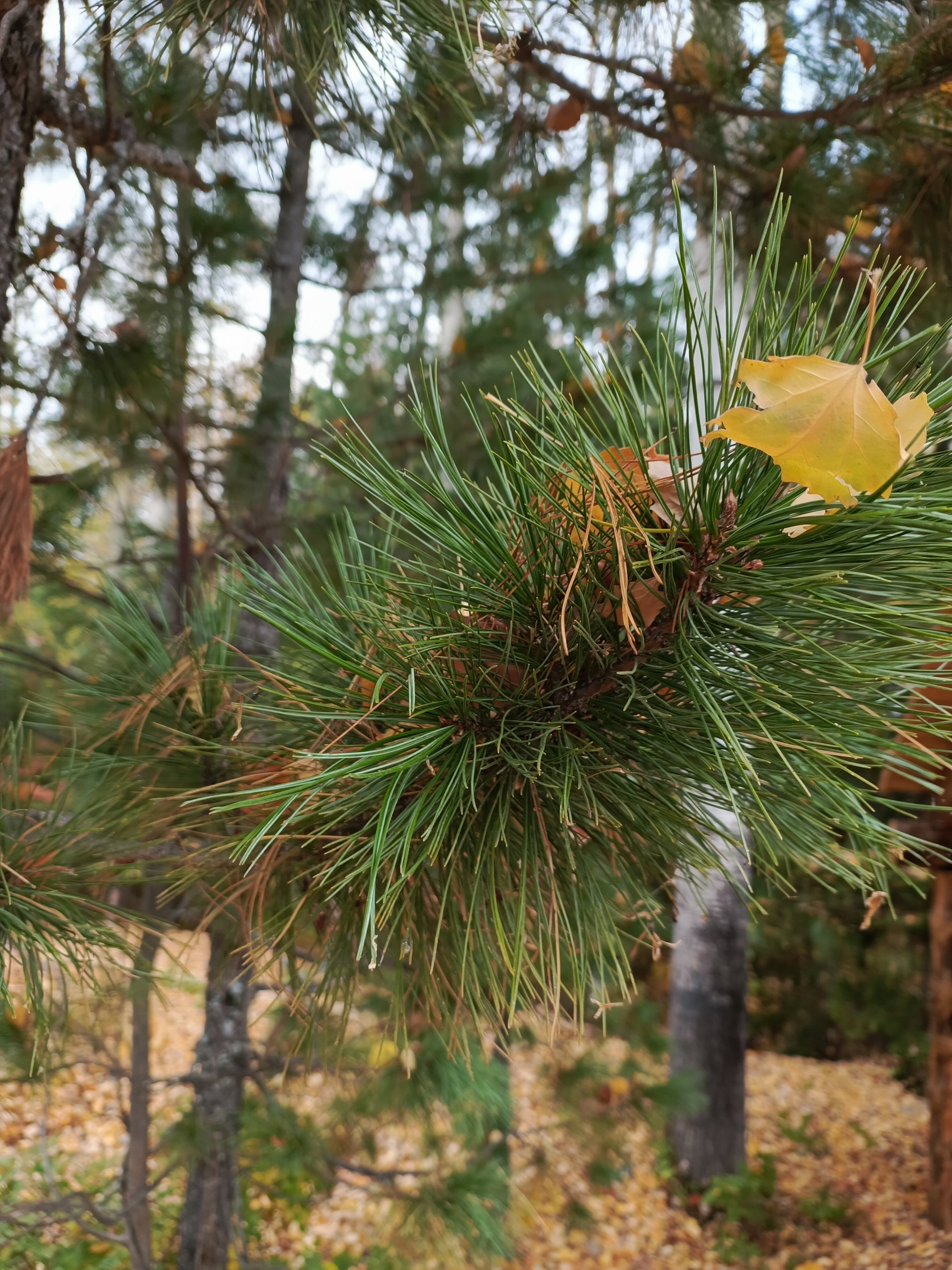 Фото Лайнер