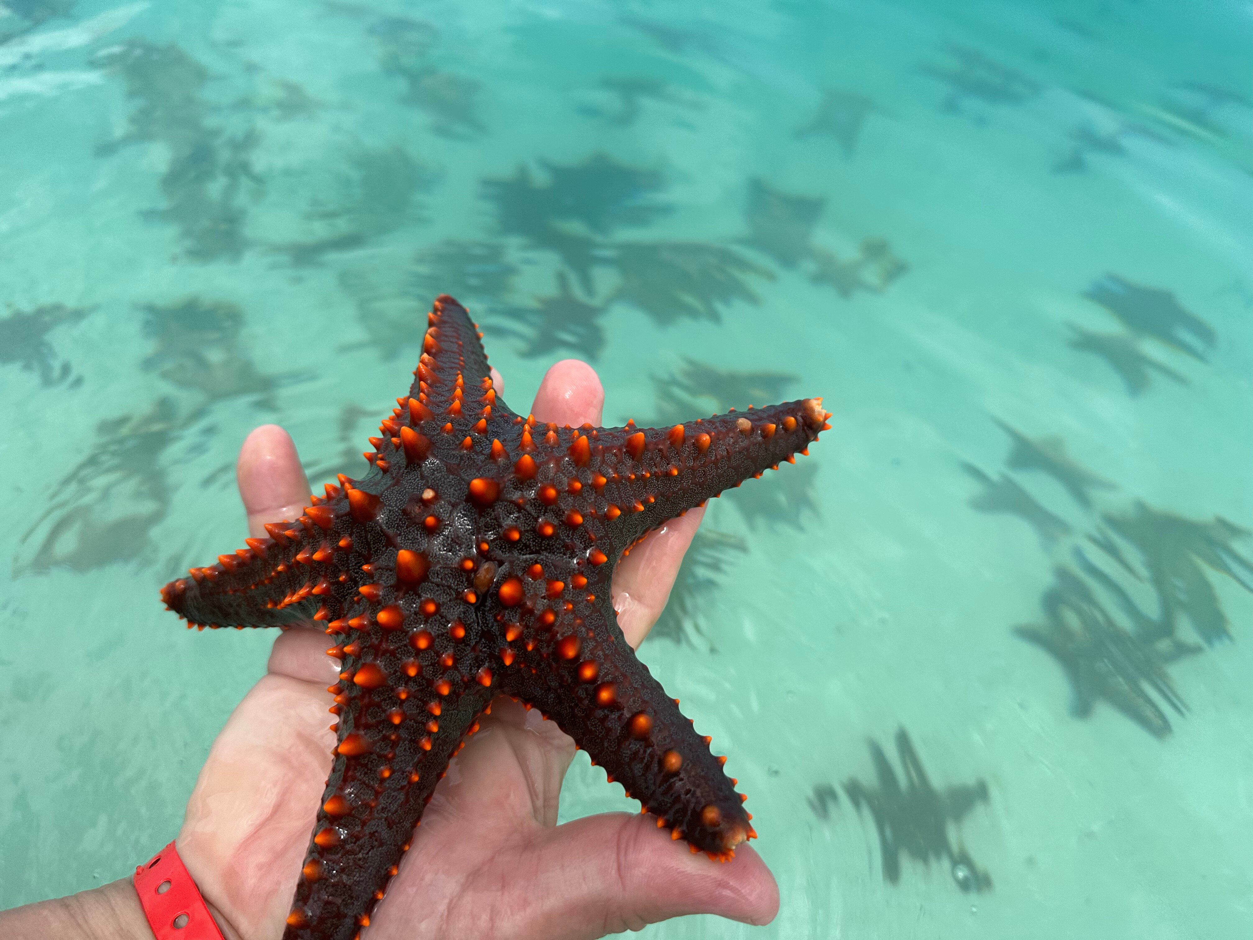 Фото Tropicana Kendwa Beach