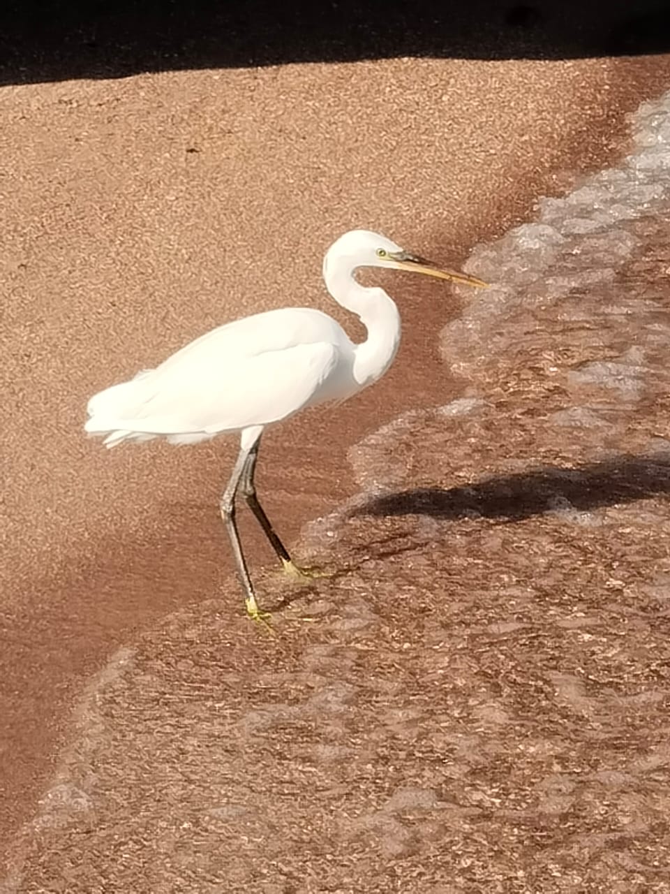 Фото Savoy Sharm El Sheikh