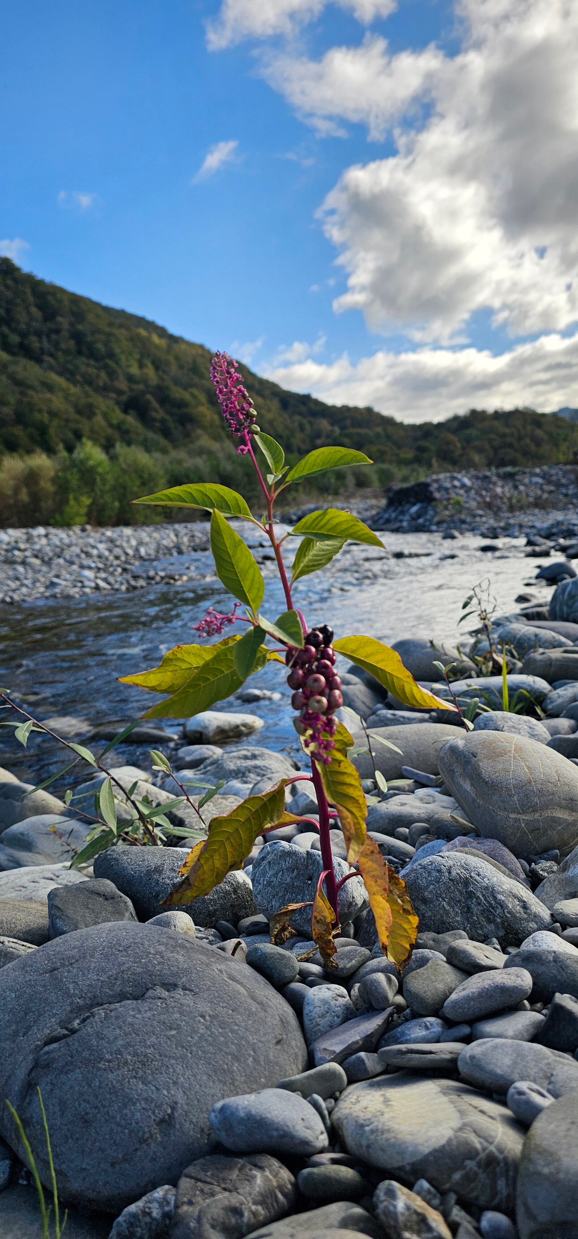 Фото Южный Вайб Древо