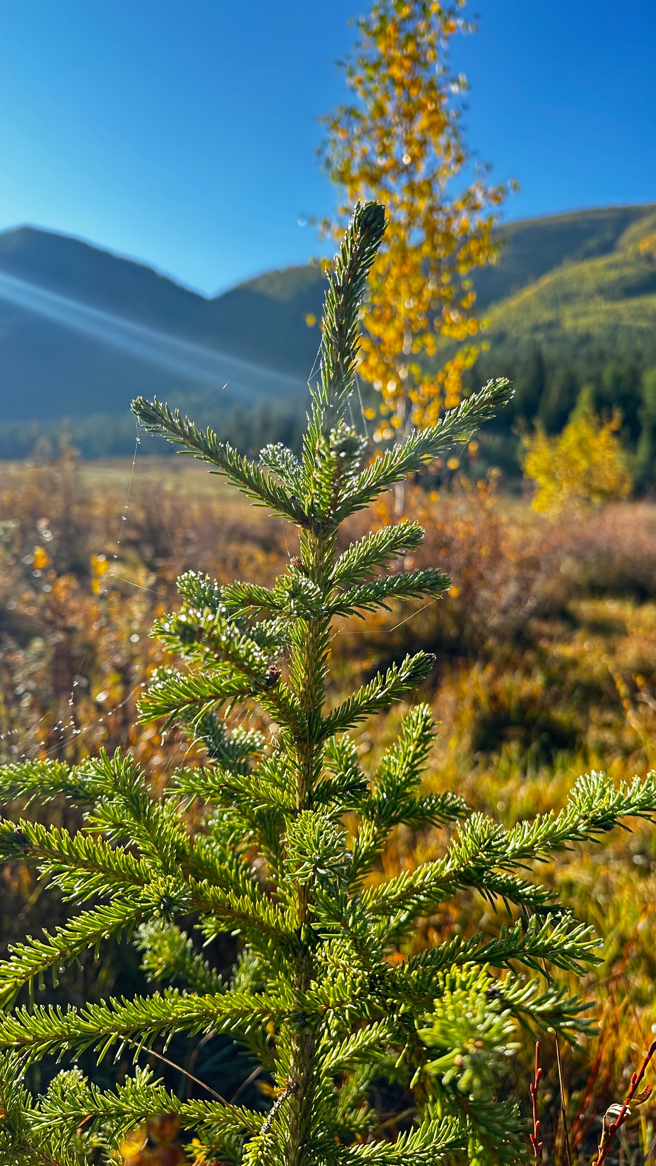 Фото Атмосфера Алтая