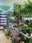 Студия Орхидеи (Ivan Panfilov Street, 1/1), flower shop
