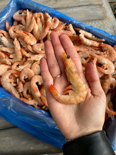 Kino porno fohishaxona