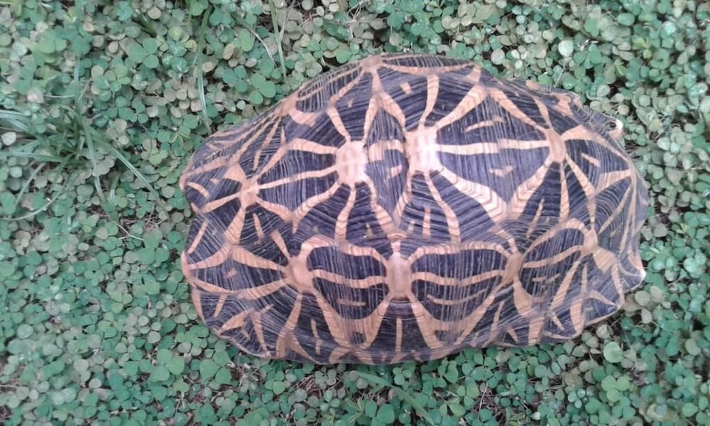 Фото Katagamuwa Rest