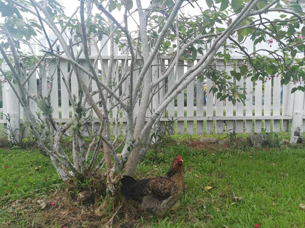 Фото Dreams Homestay