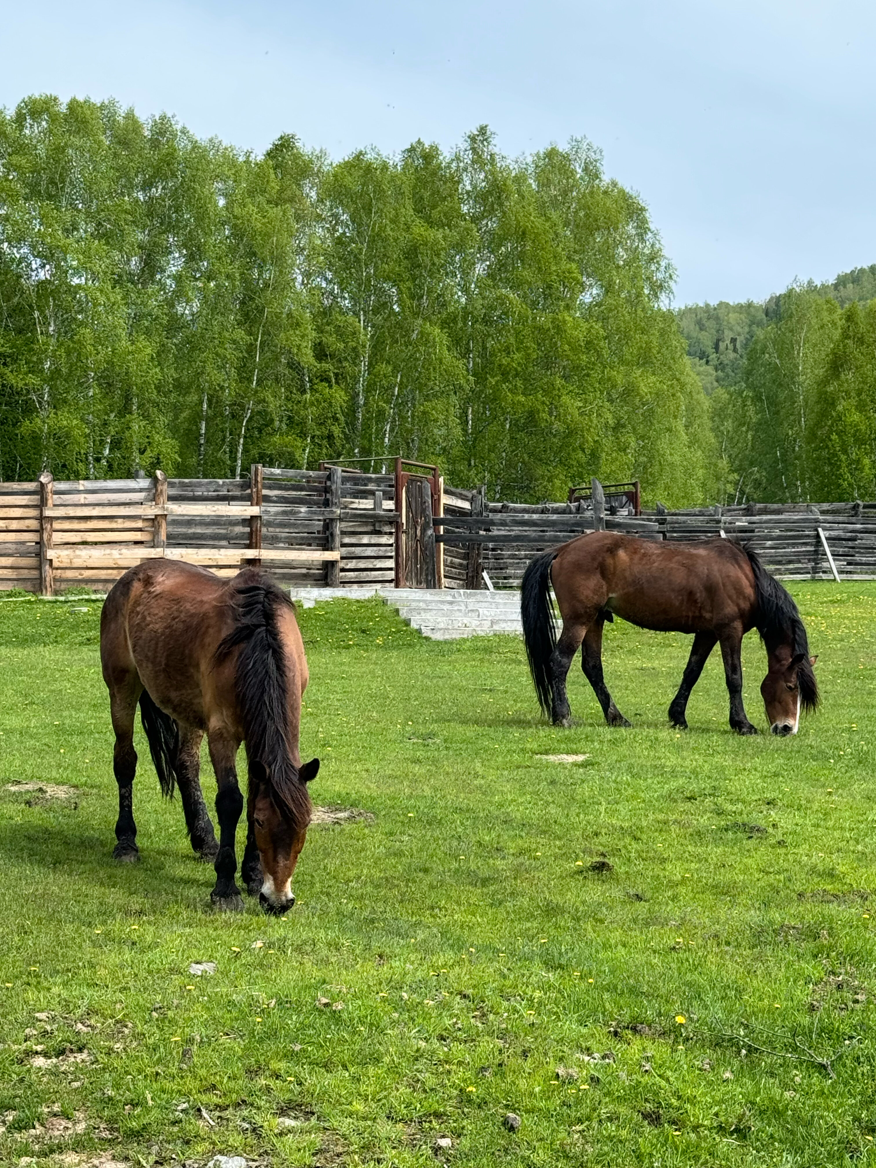 Фото Cosmos Collection Altay Resort