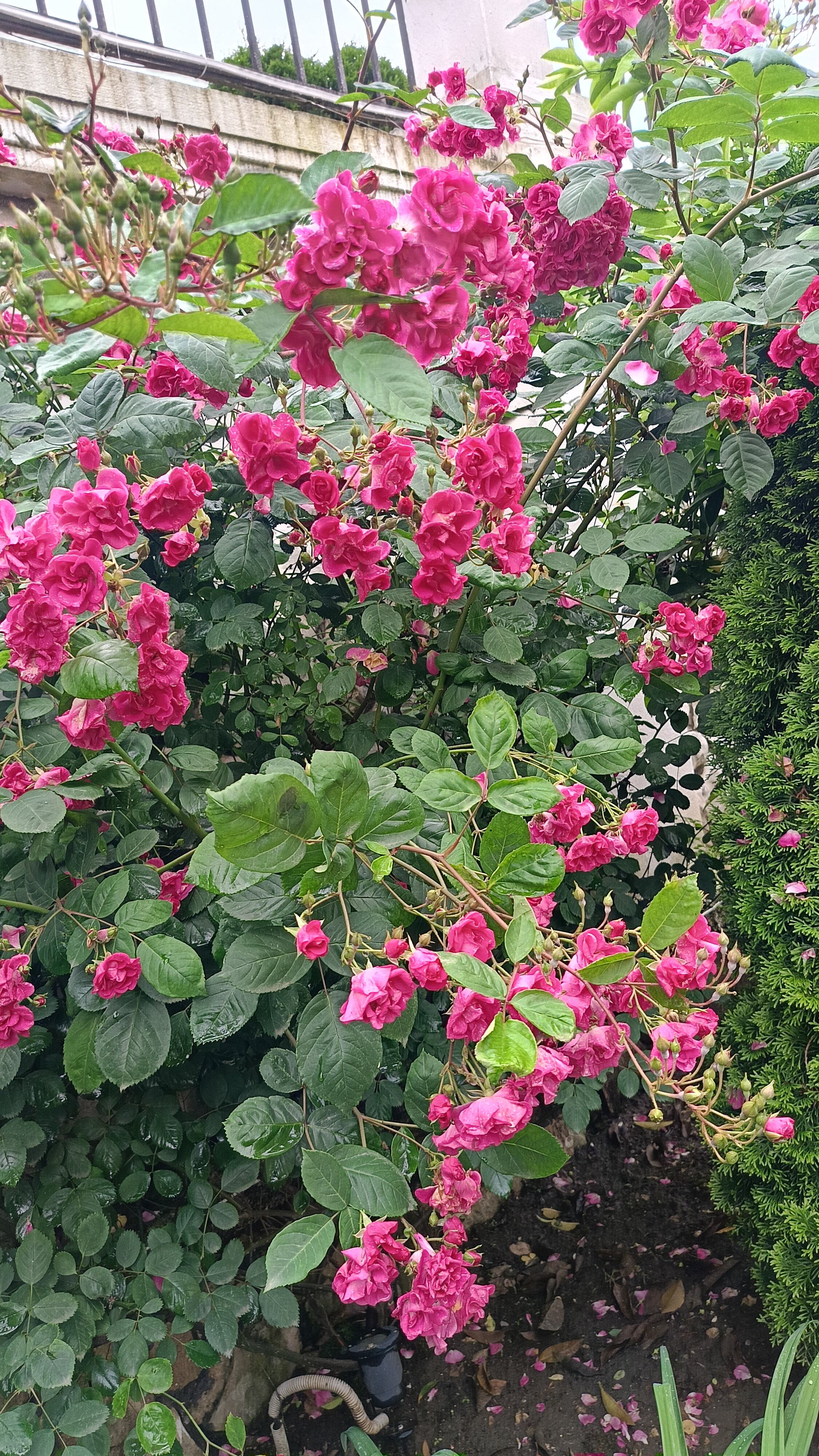 Фото Каракас