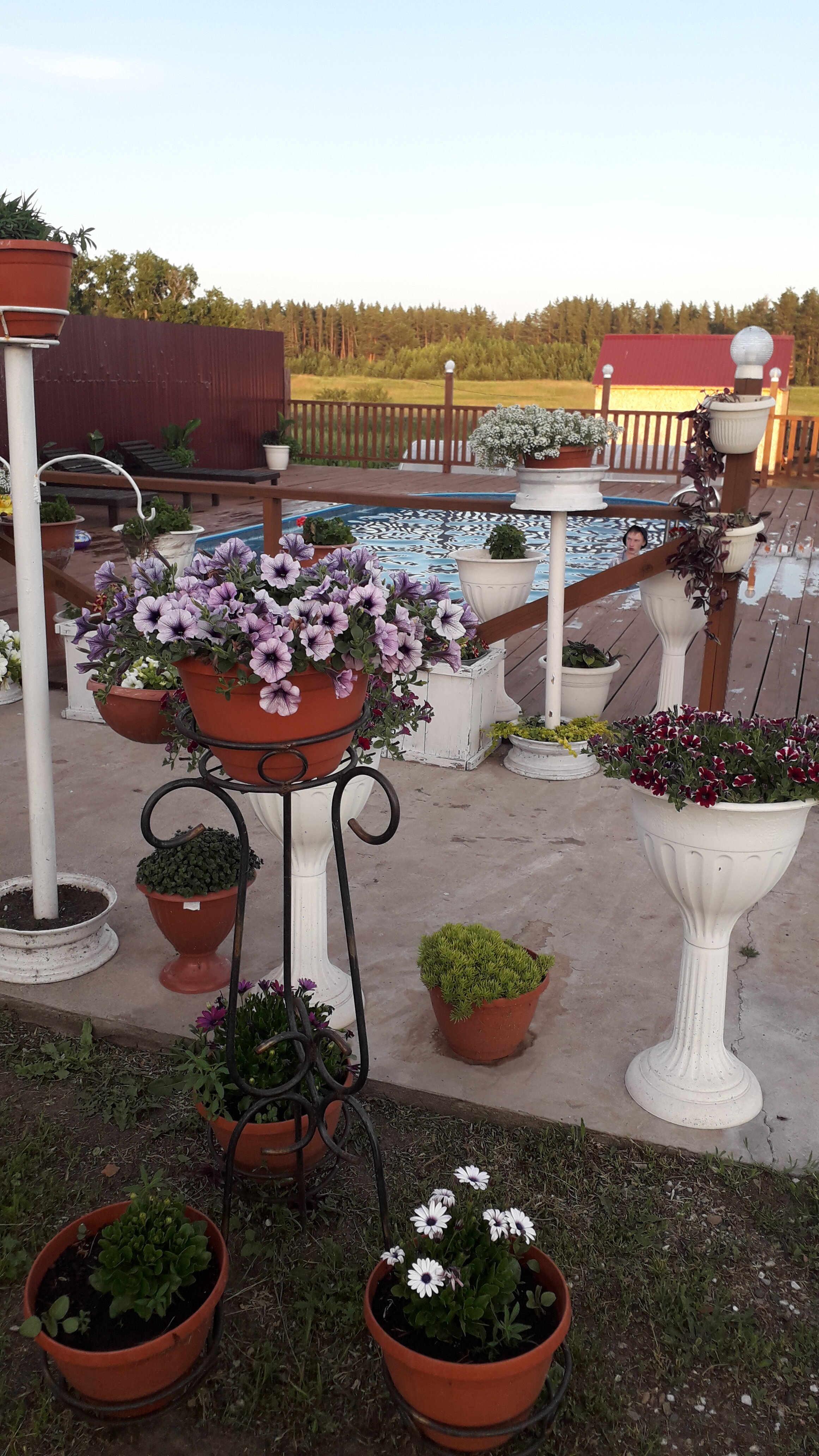 Фото Фламинго