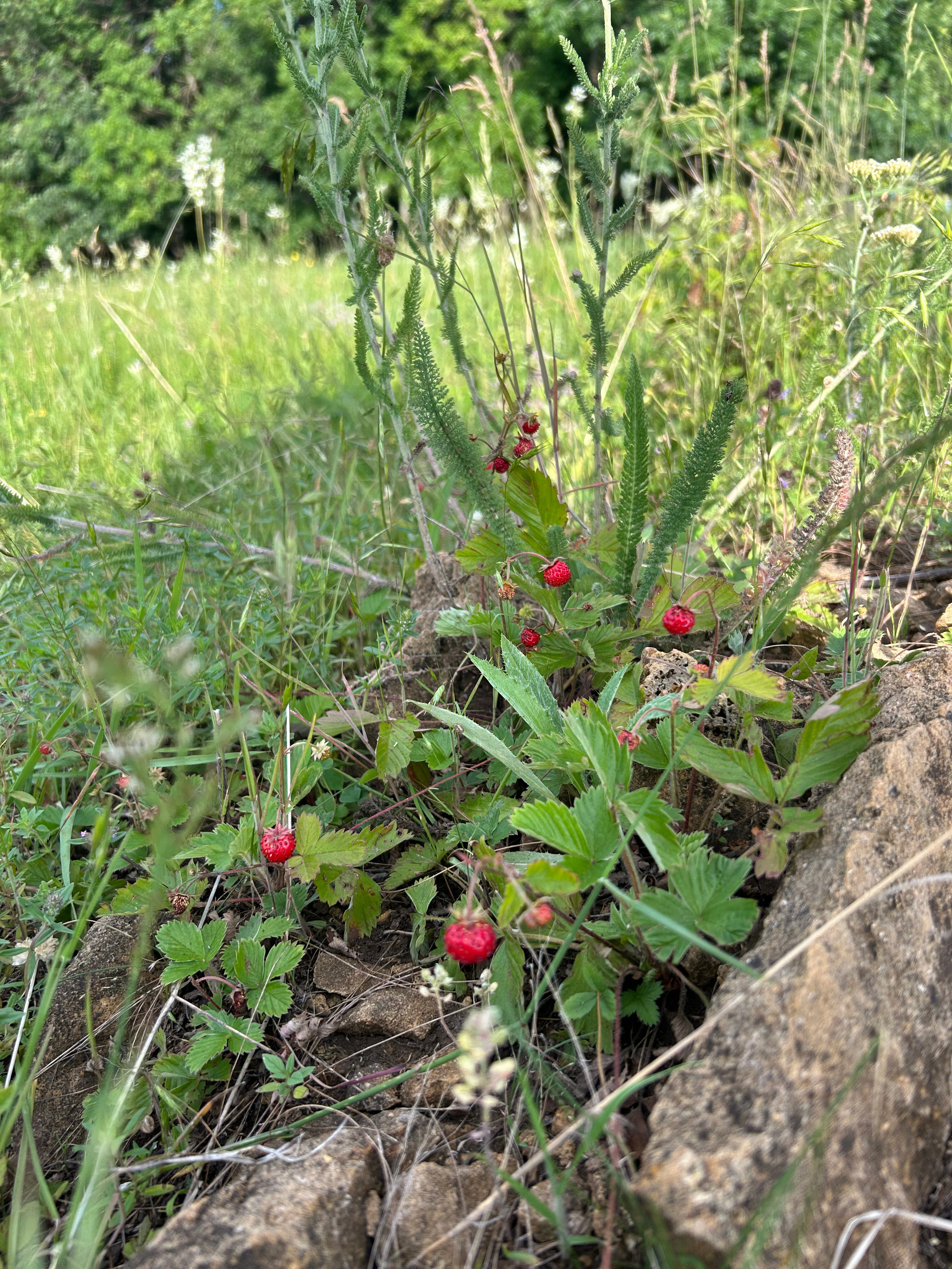 Фото Медовые Холмы
