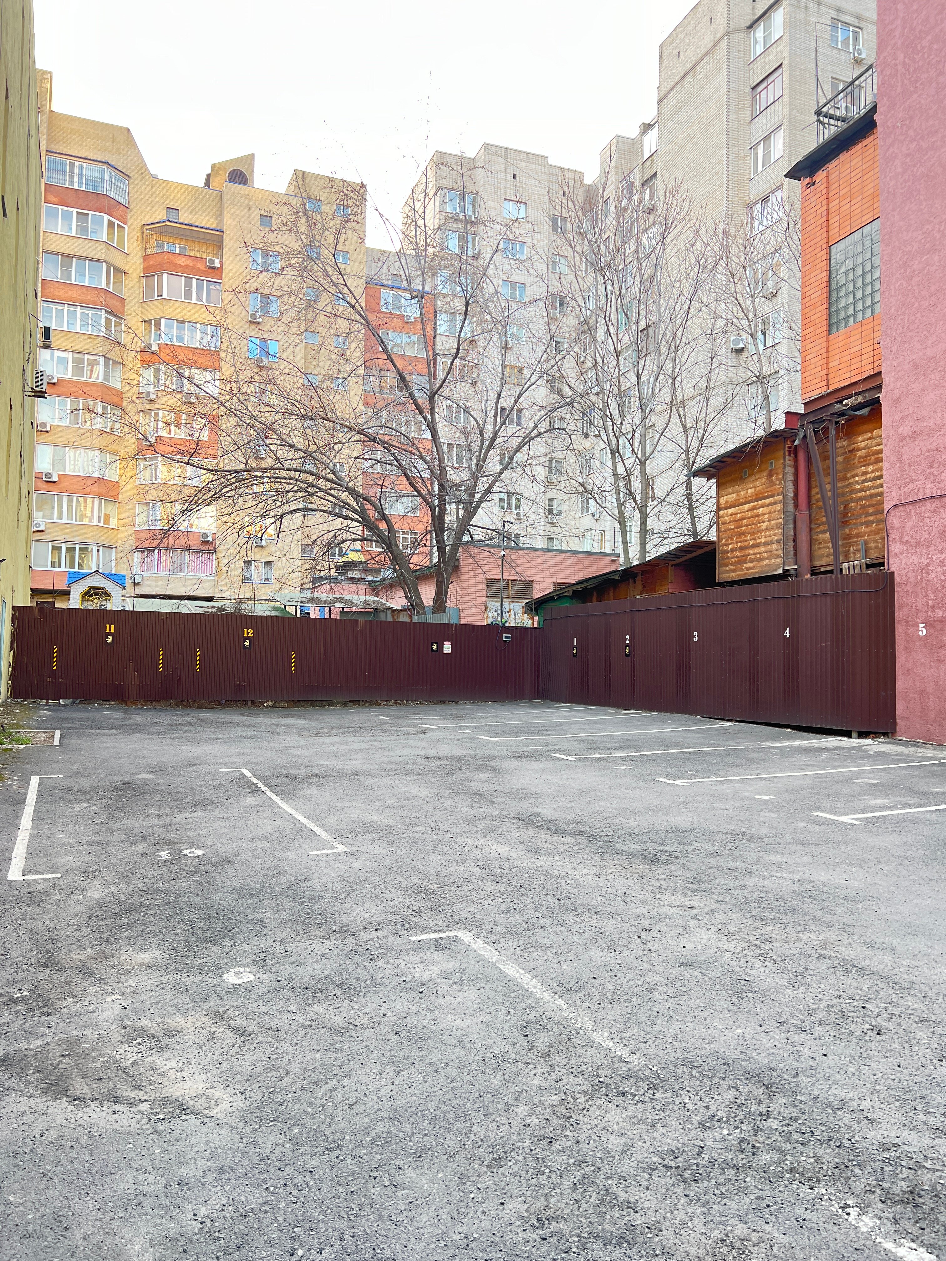 Фото Пальма