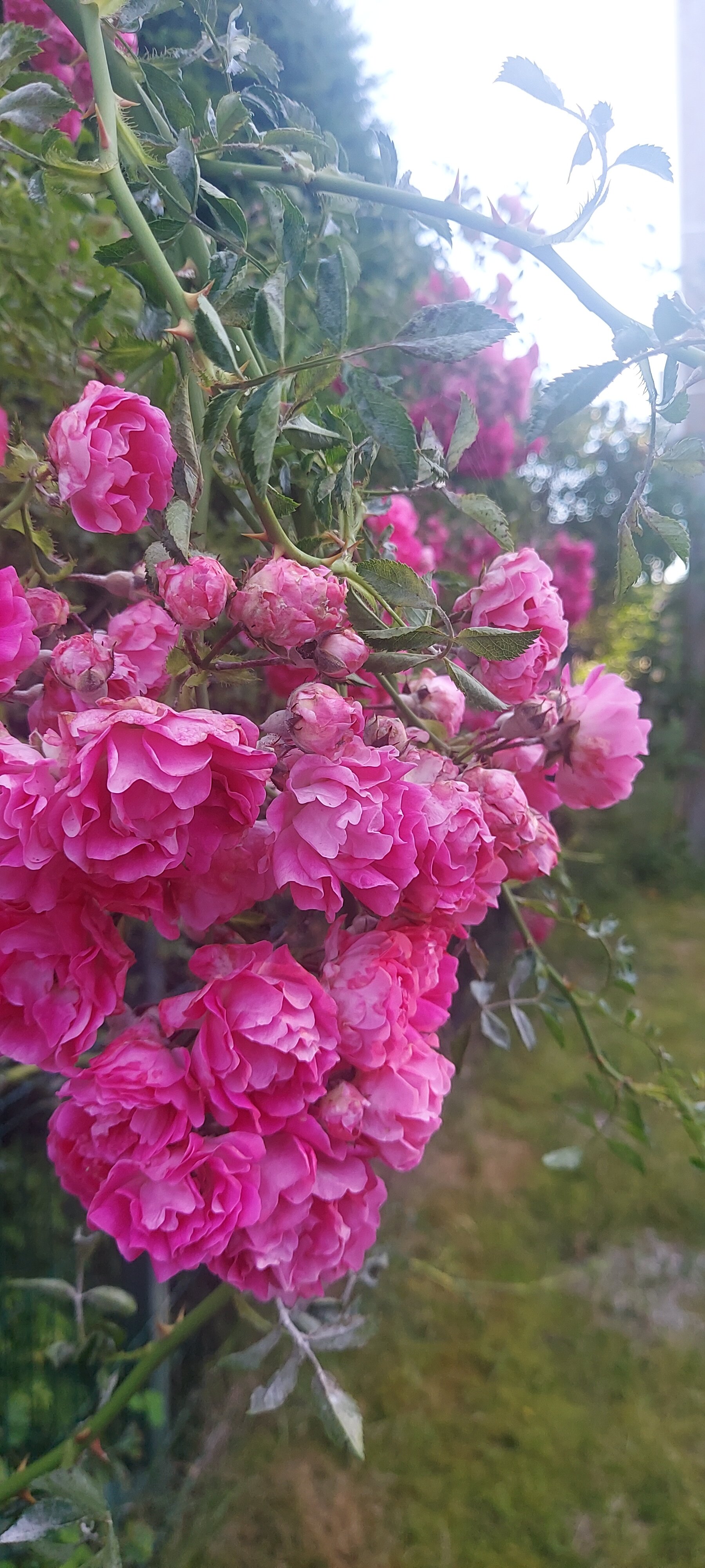 Фото Вилла Вита