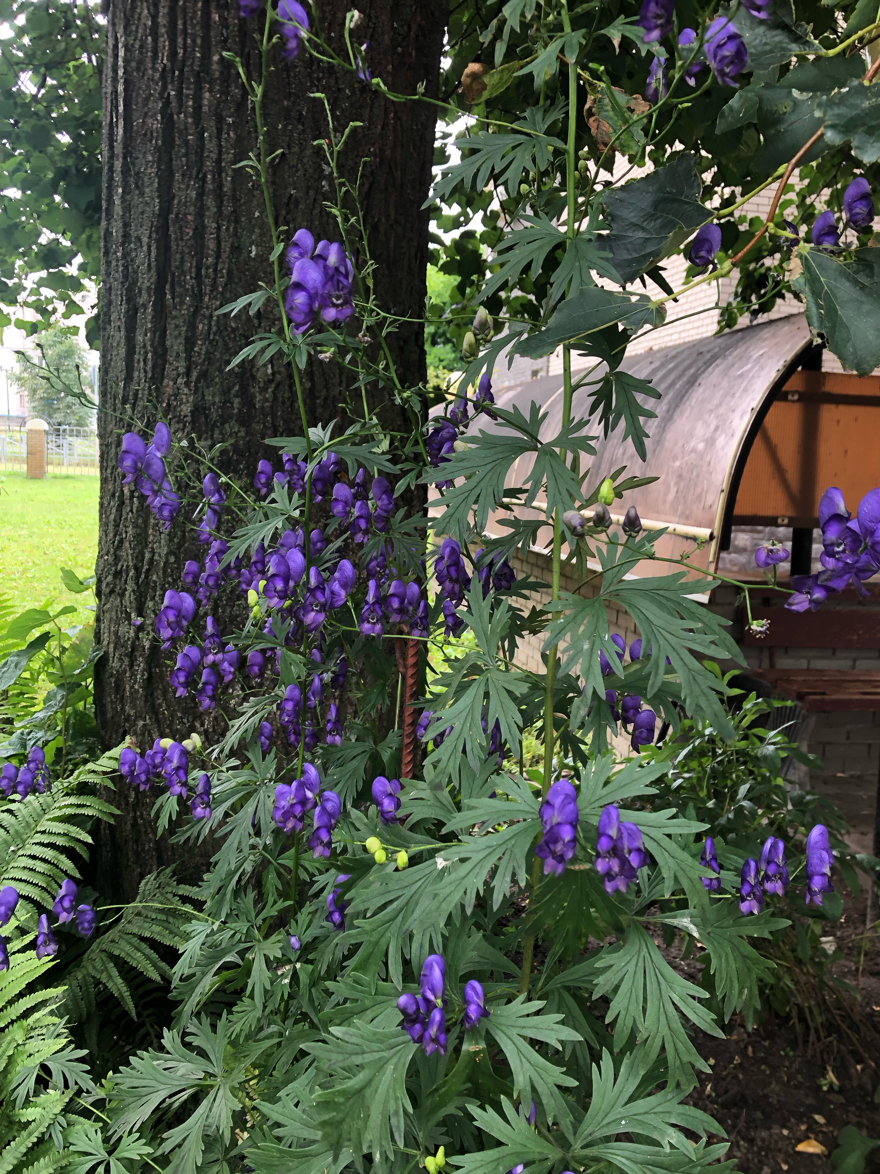 Фото Водолей