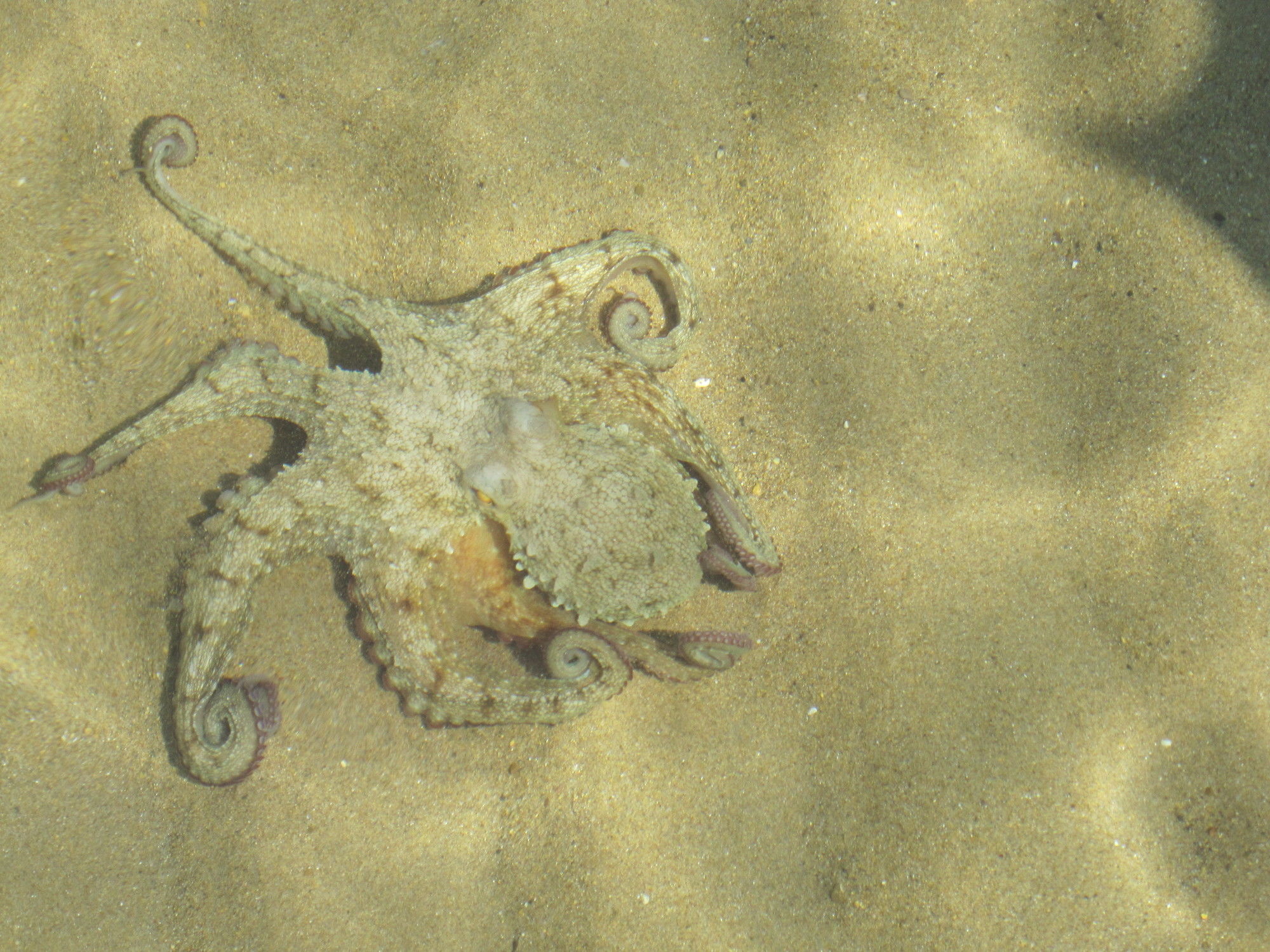 Фото Arazzo Apartments