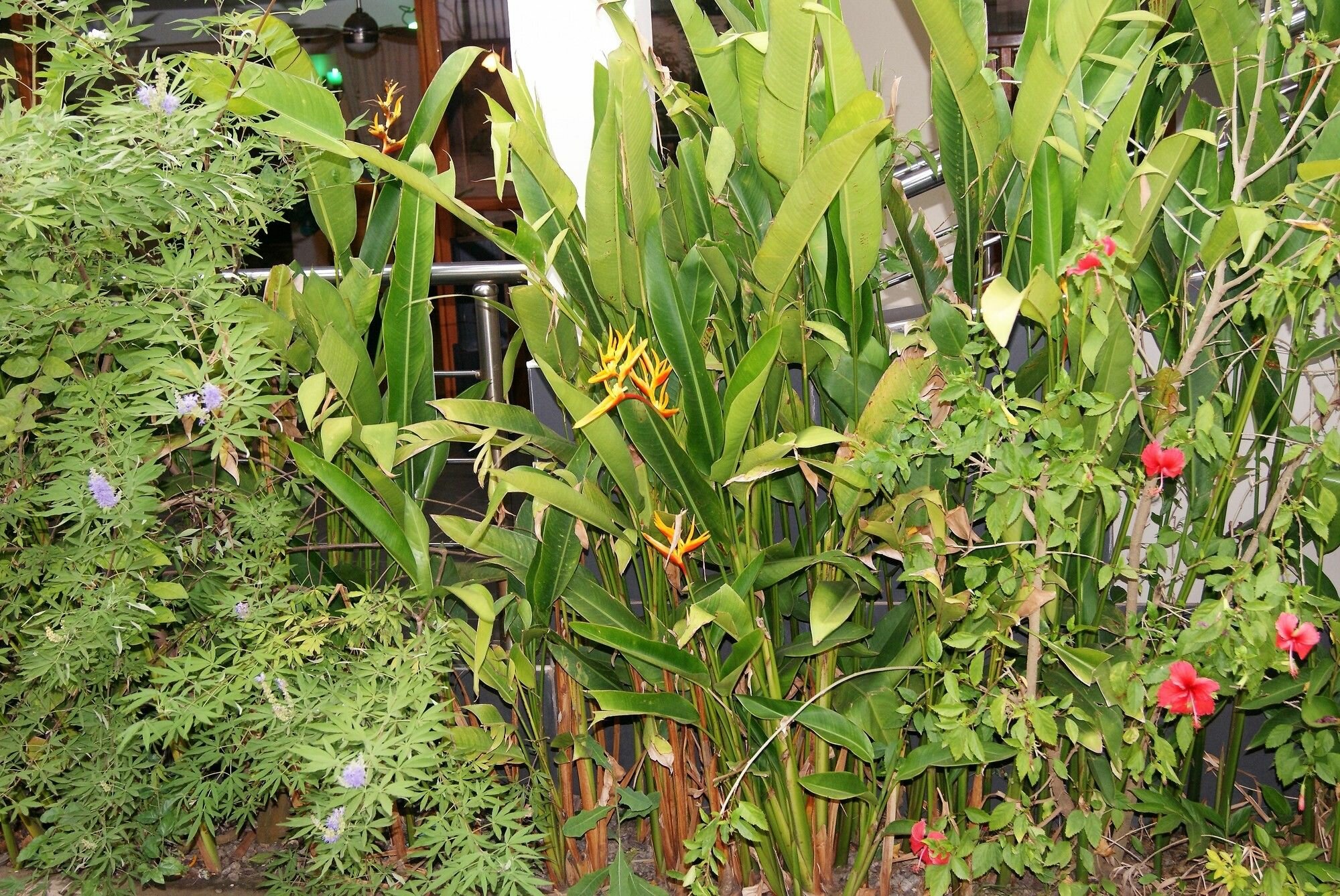 Фото The Golden Apple