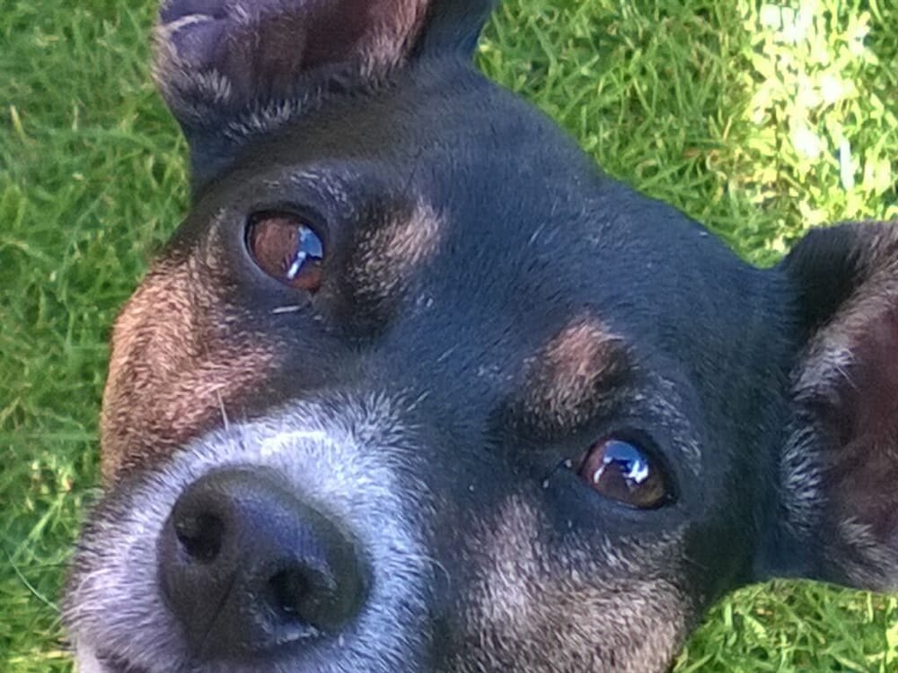 Фото Rossmount Guest House