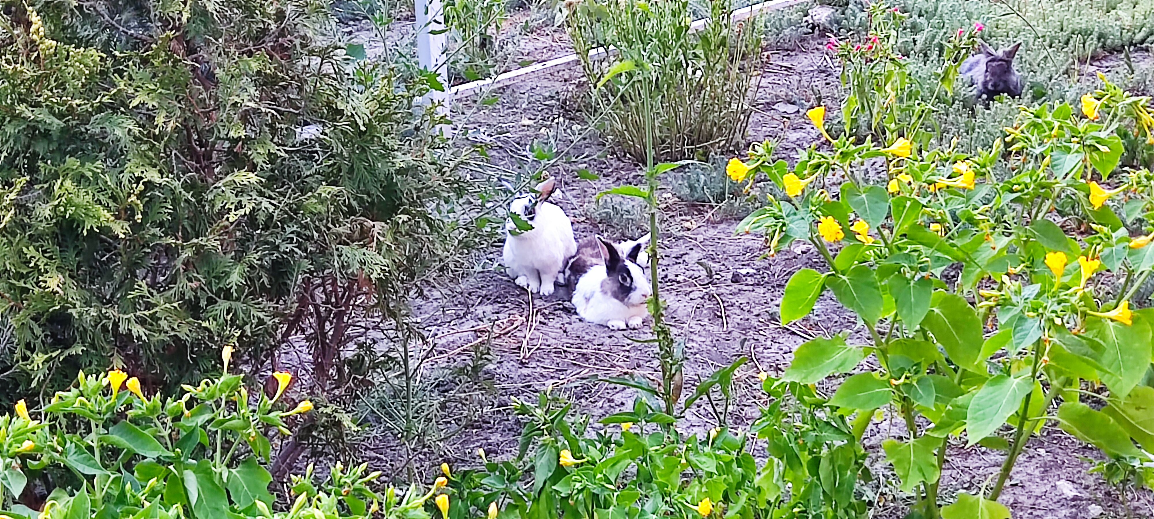 Фото Арабеска