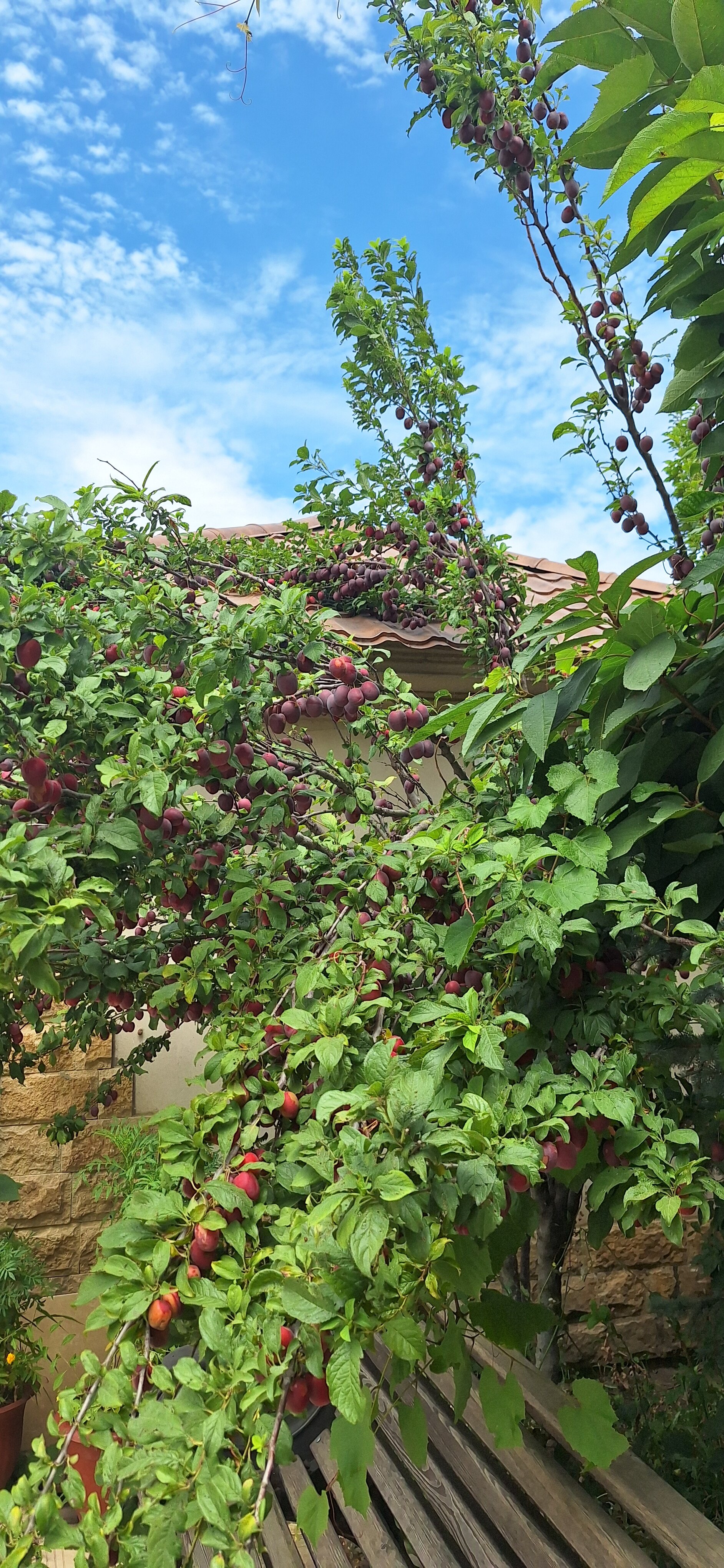 Фото Корона