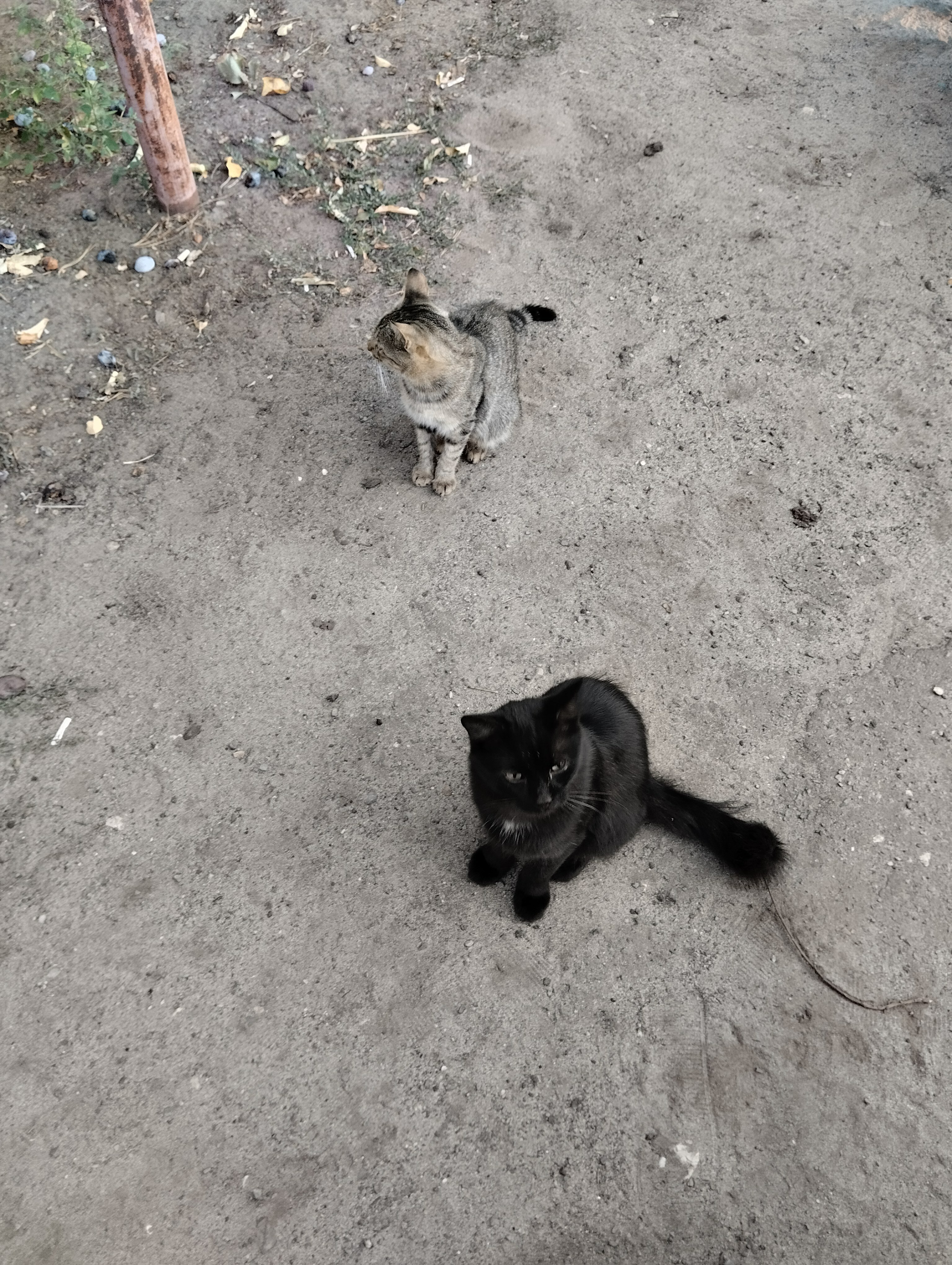 Фото Солнечный