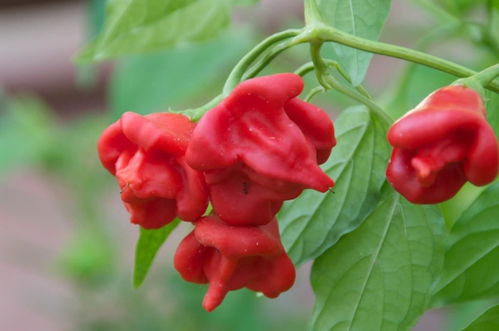 Фото Hylatio Tourist Village