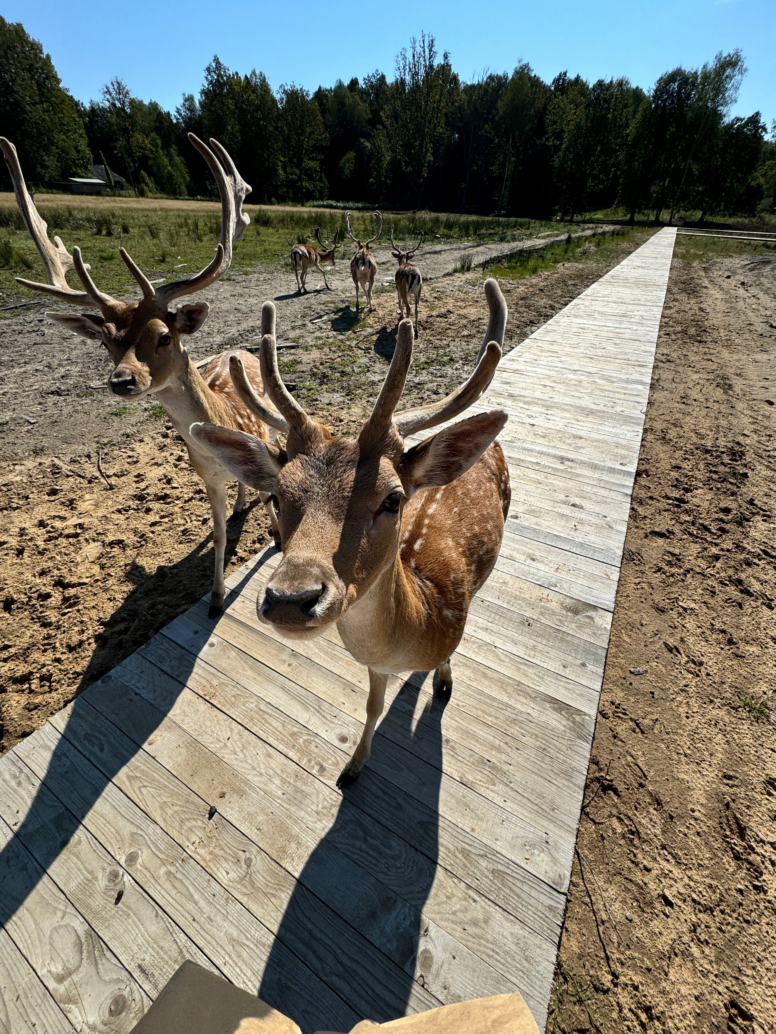 Фото Дом Лани