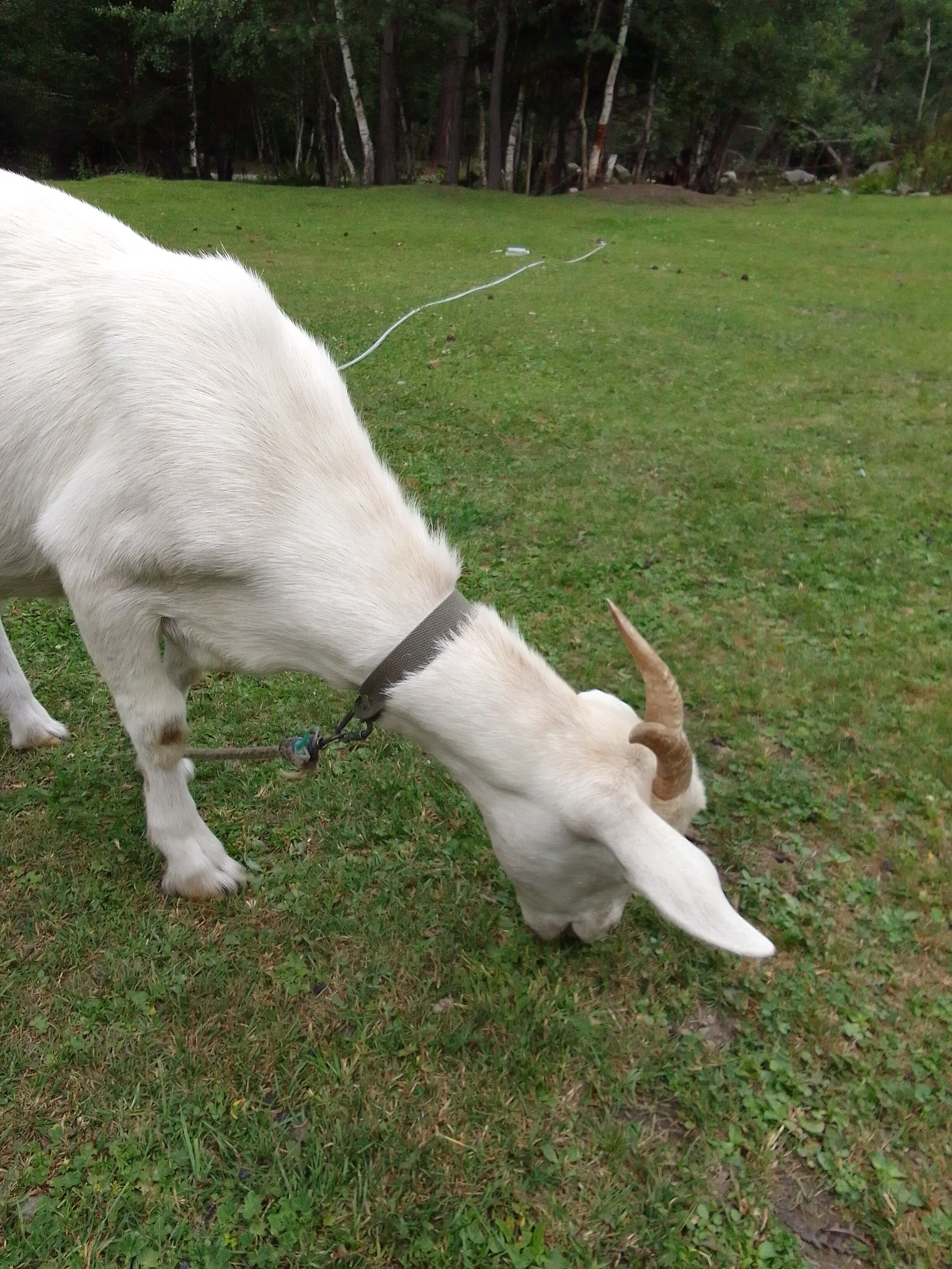 Фото Белый волк
