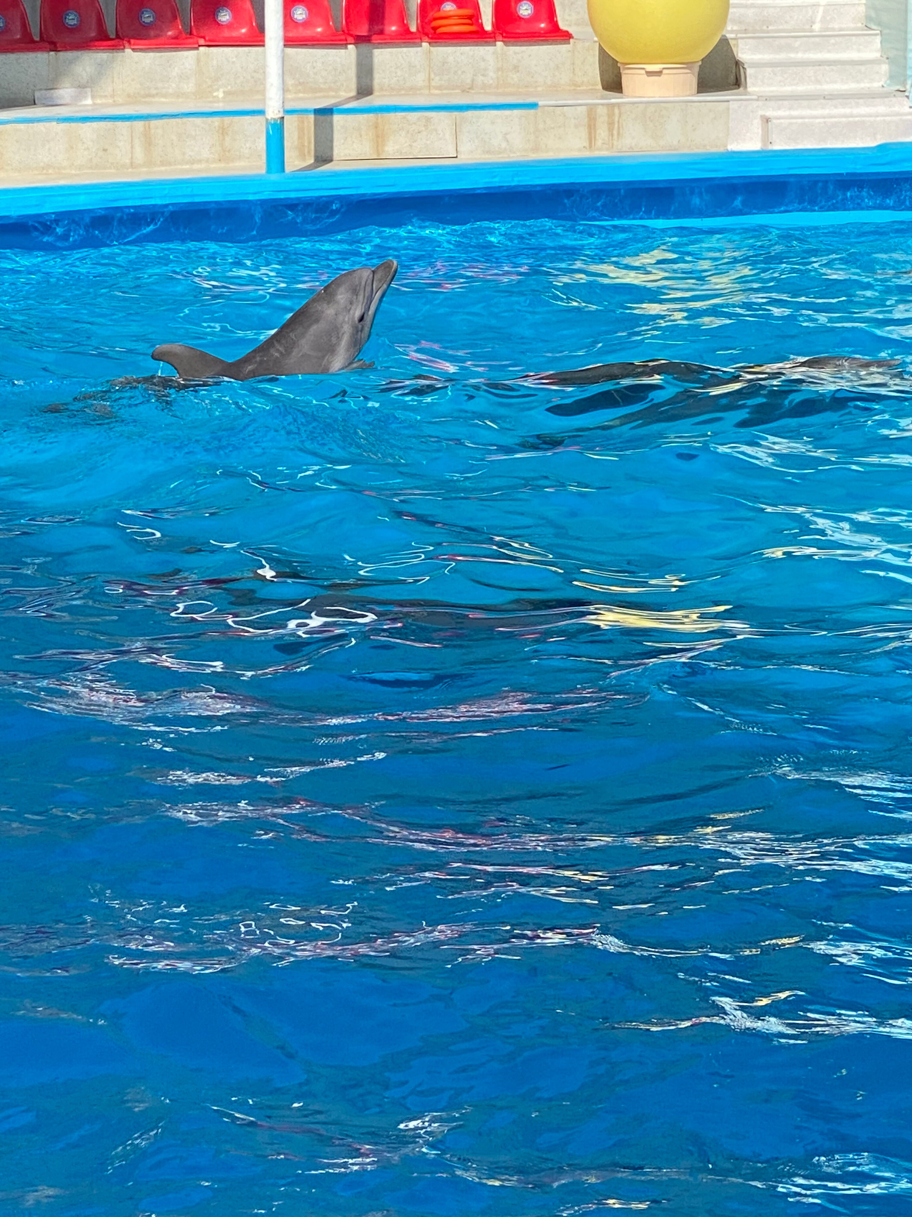 Фото Крымский гость