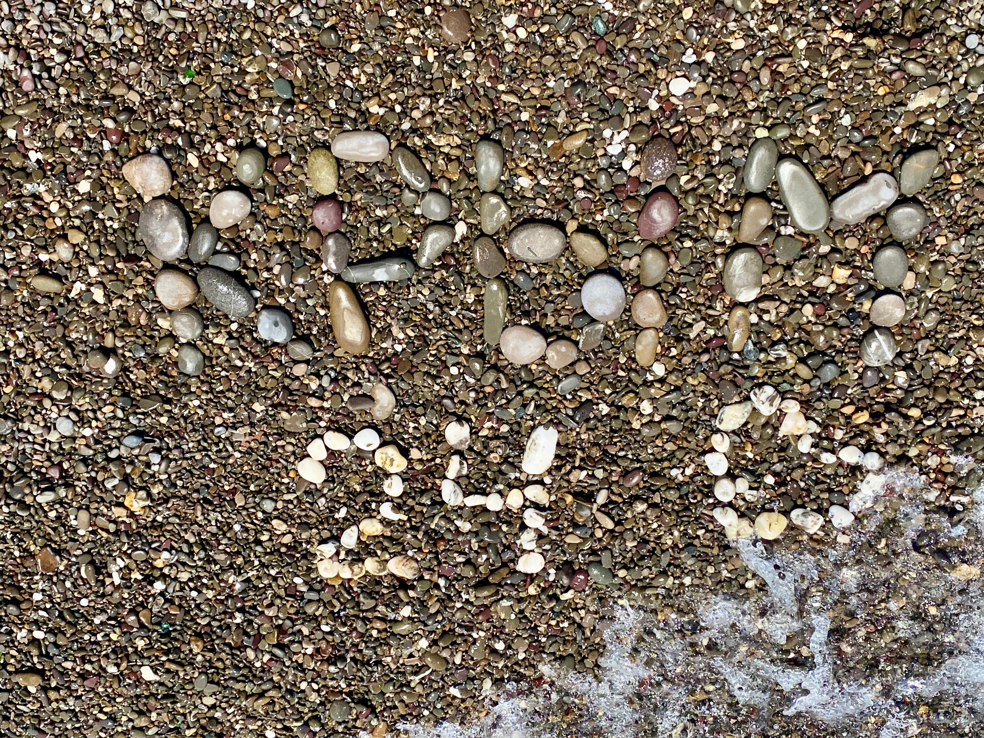 Фото Дельфин