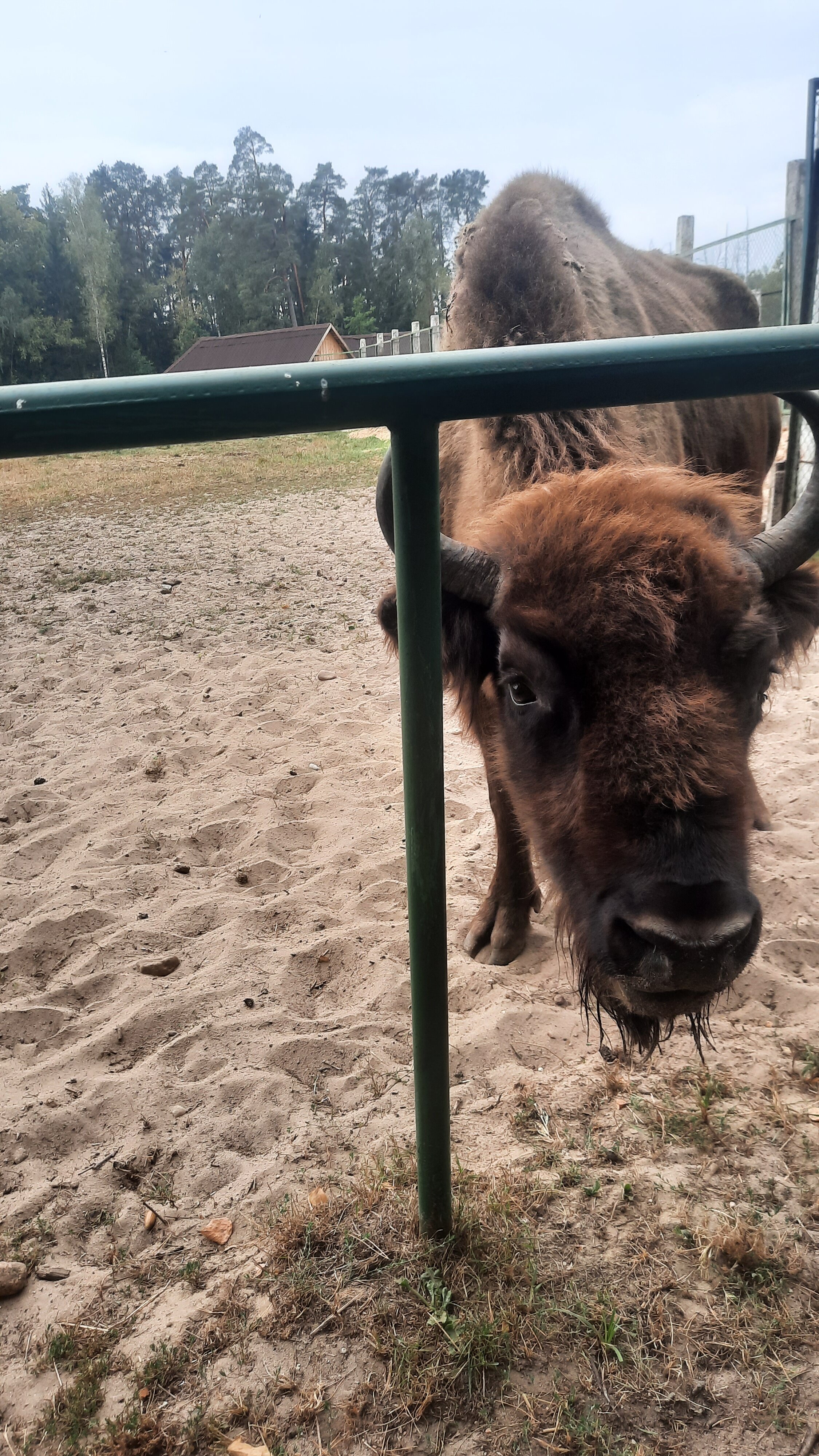 Фото Беловежская пуща гостиница №2